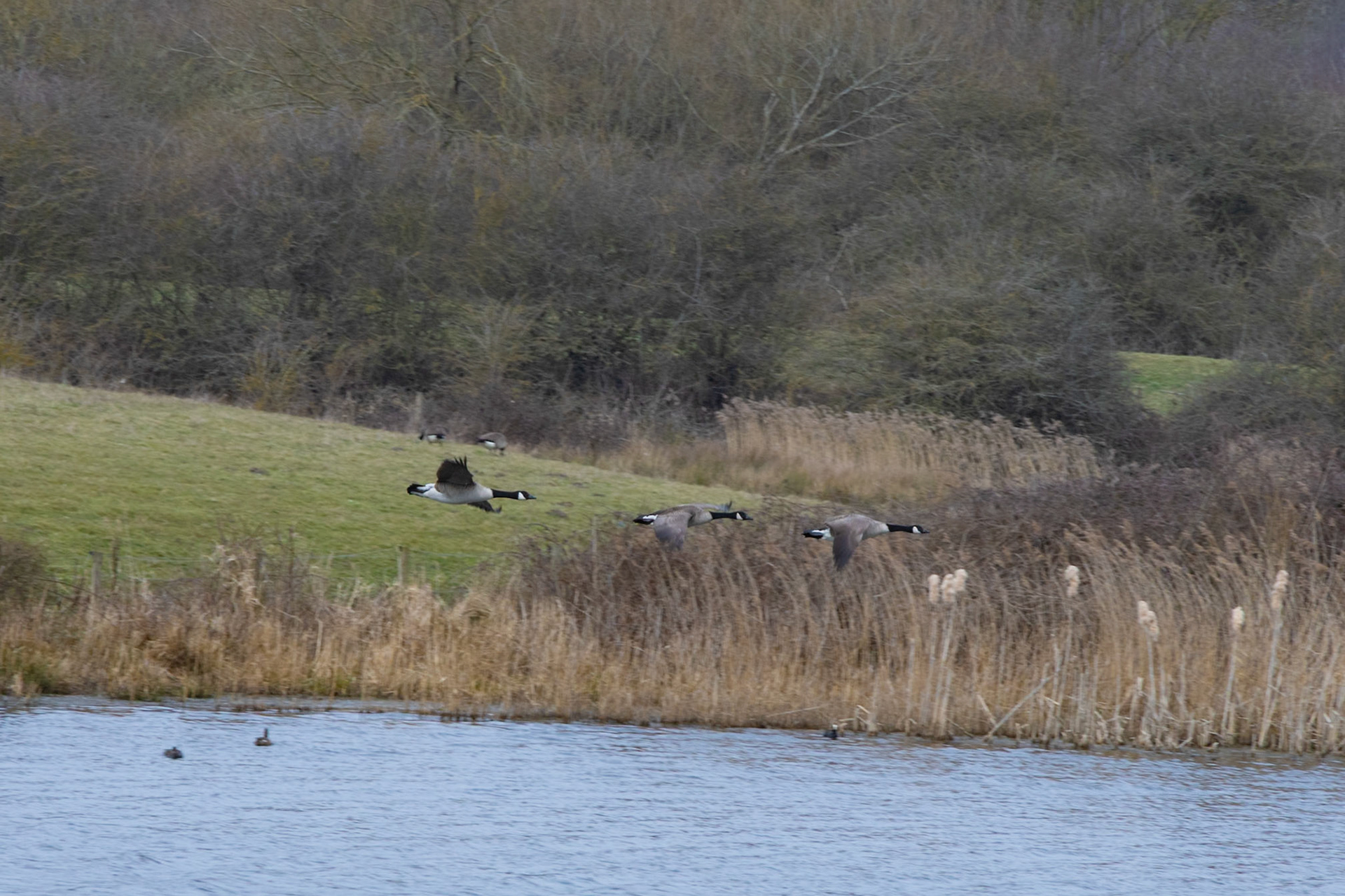 Canada Geese coming into land