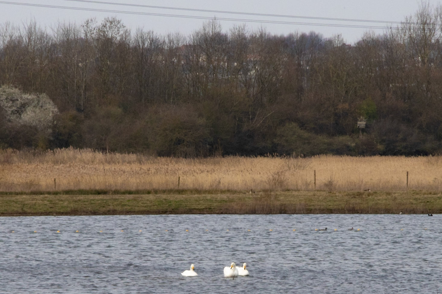 Whooper Swan