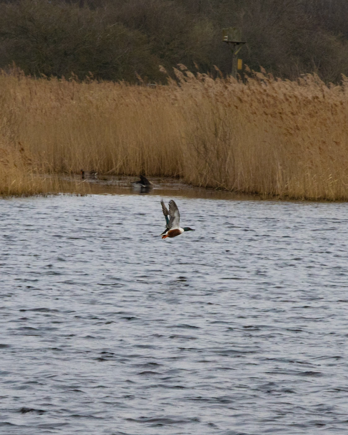 Shoveller taking off