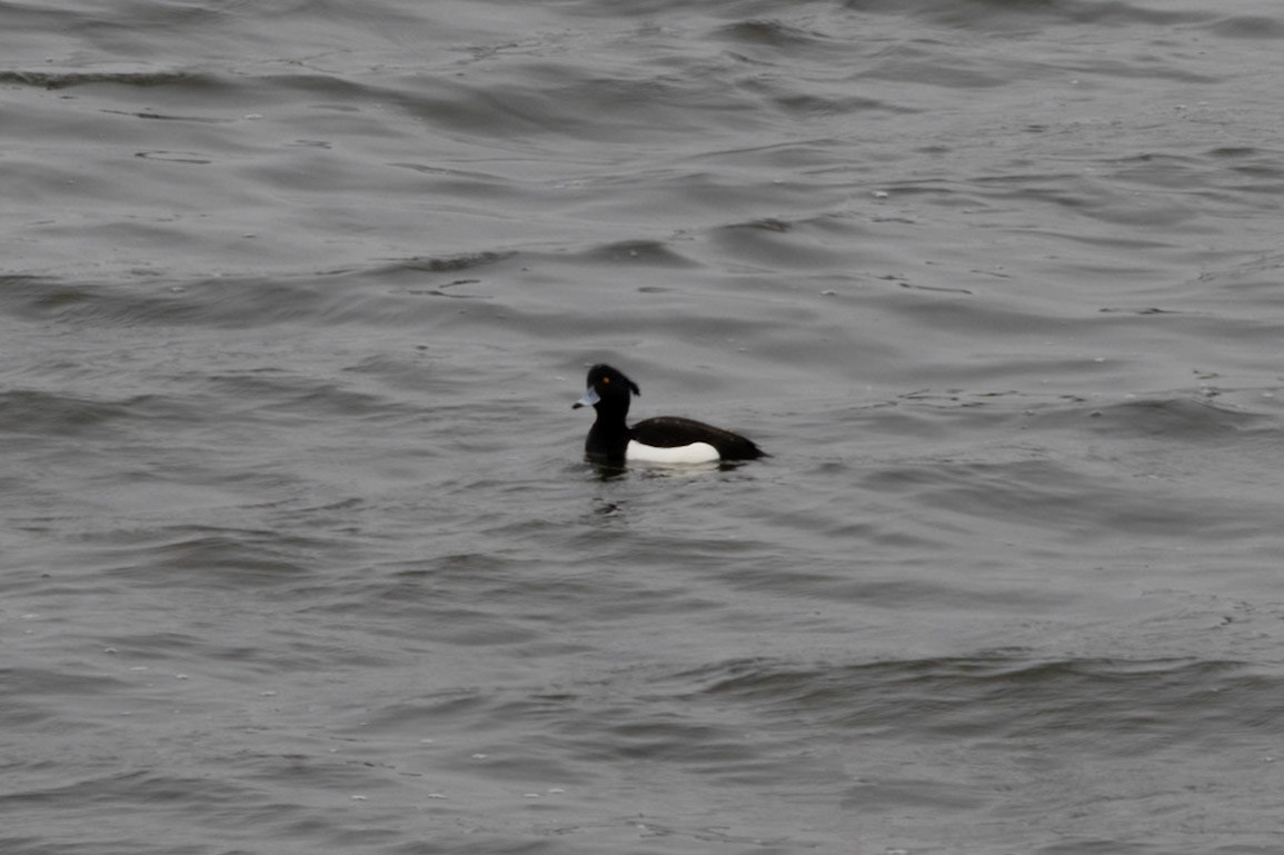Tufted Duck