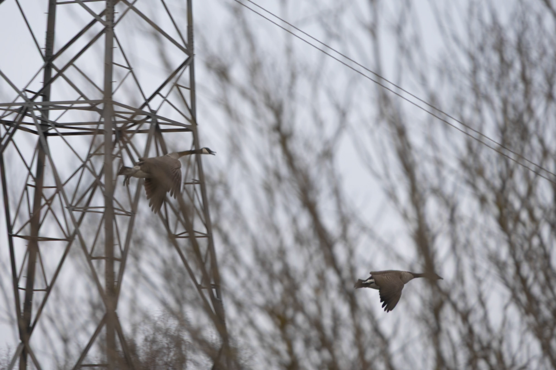 Canada Geese in flight