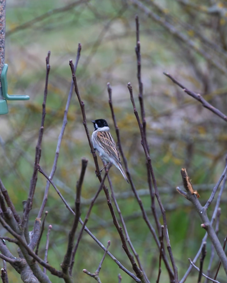Reed Bunting