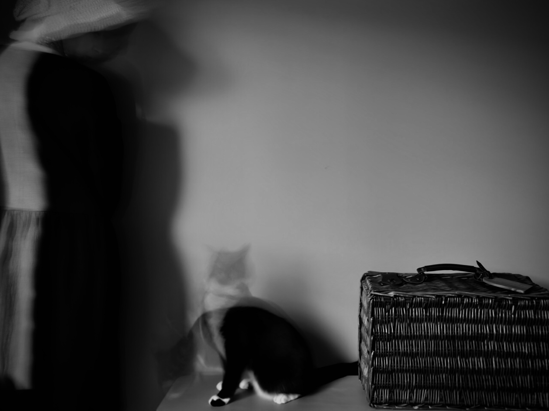 Angry and curious cat