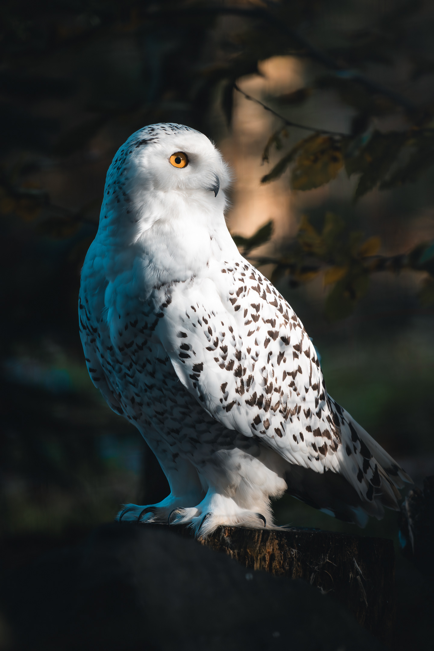 Portrait majestueux d'un Harfang des neiges au regard intense posé sur une souche, photographie animalière par Sabri Kaced.