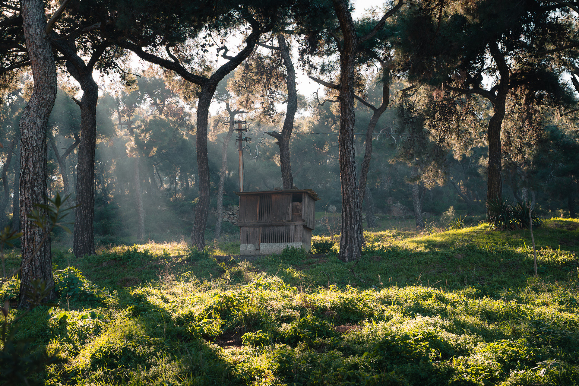 Petite cabane en bois isolée dans une clairière traversée par des rayons de lumière (light rays), par Sabri Kaced