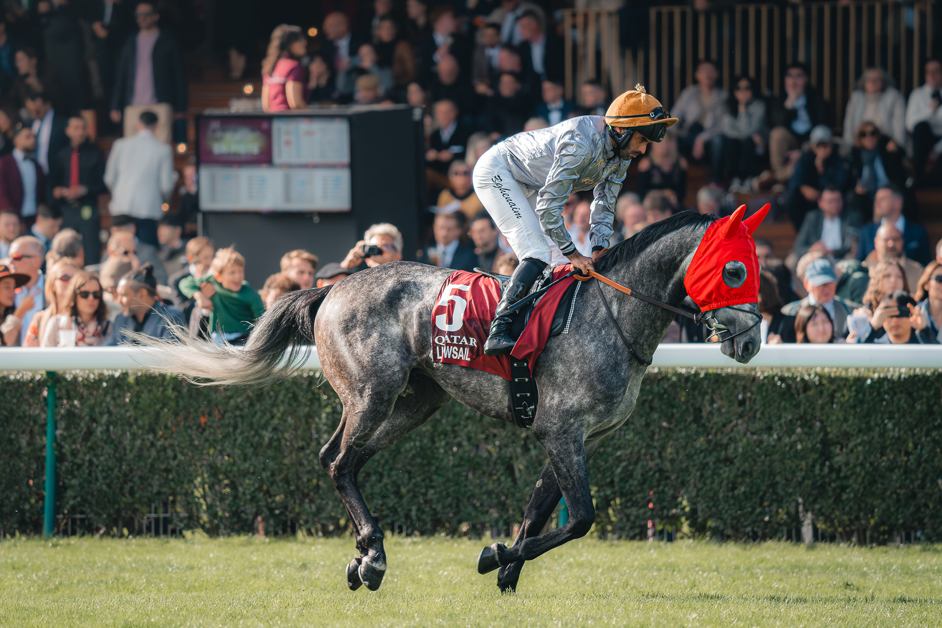 Photographie de Sabri Kaced d'un cheval gris portant un bonnet de course rouge et le numéro 5, en pleine extension durant une épreuve.