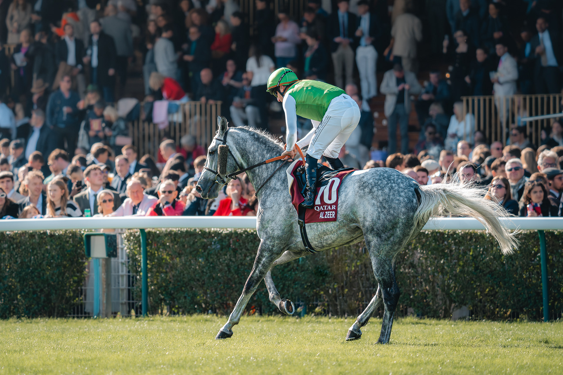 Image de Sabri Kaced d'un cheval gris pommelé, Al Zeer, lancé au galop sur le gazon devant un public nombreux.