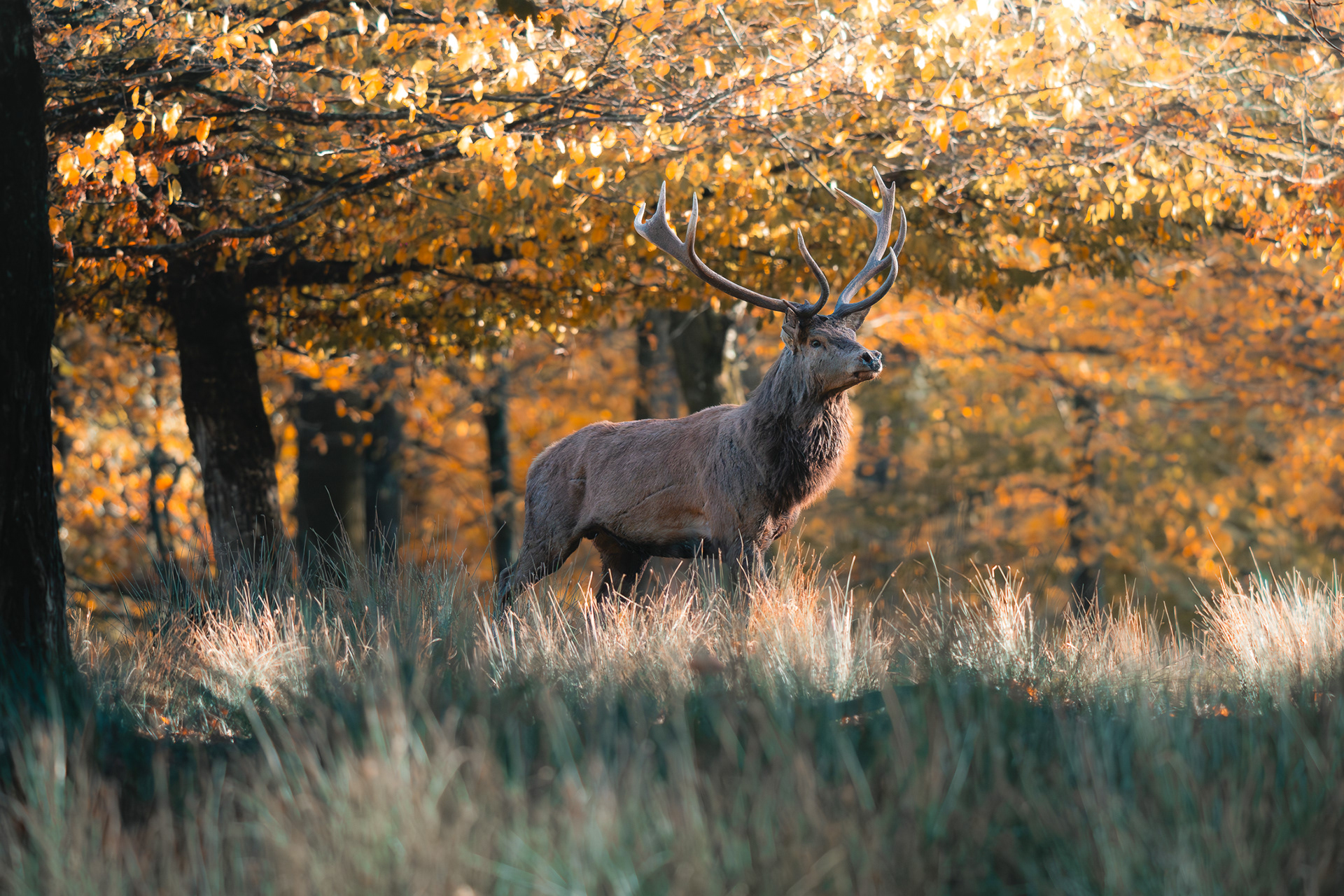Grand Cerf élaphe avec ses bois majestueux dans une forêt aux couleurs d'automne dorées, paysage et faune capturés par Sabri Kaced.