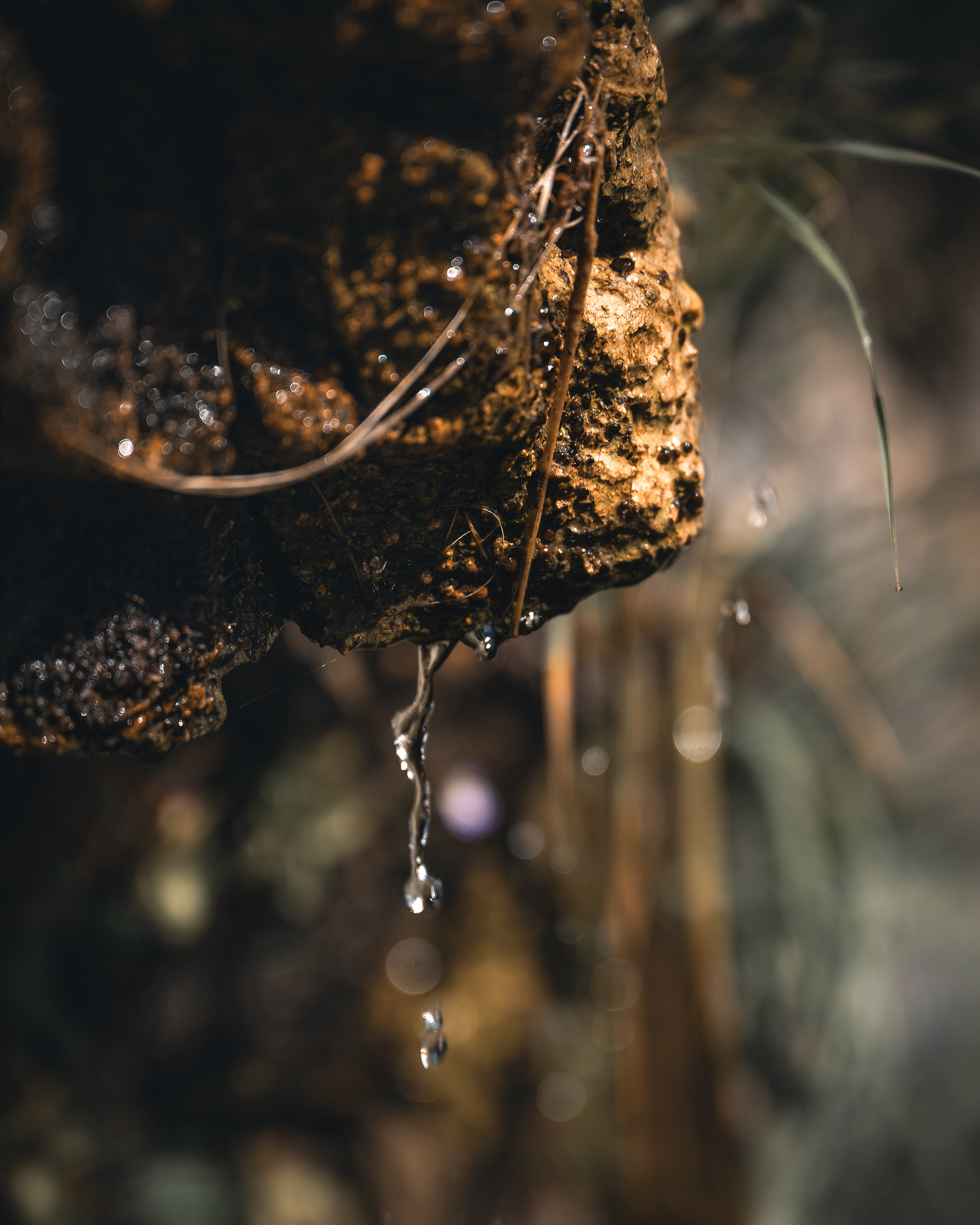 Photographie macro de gouttes d'eau cristallines ruisselant sur une roche moussue avec un arrière-plan flou naturel. Photo : Sabri Kaced.