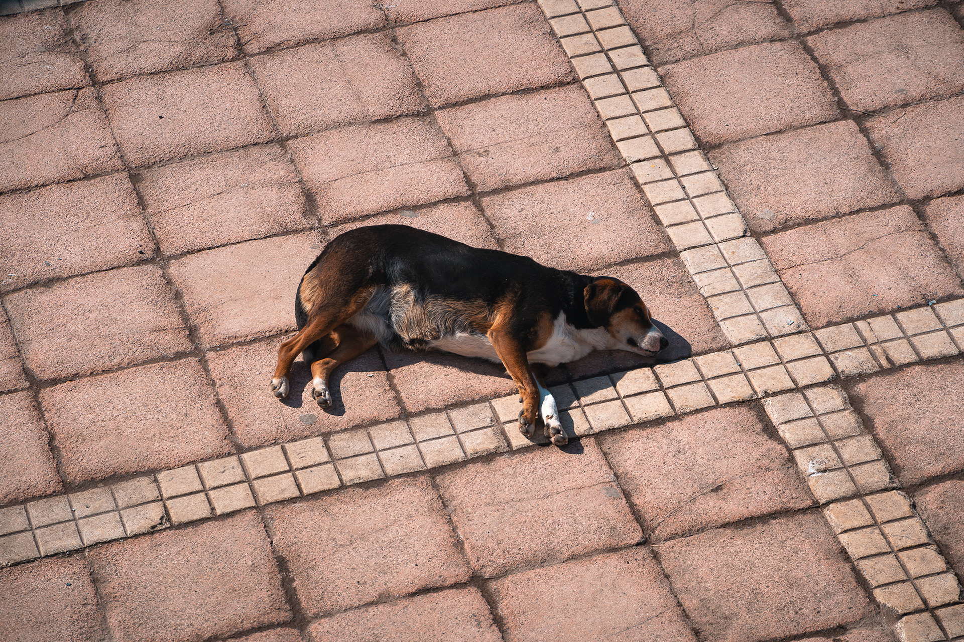Un chien errant se repose au soleil sur un pavé à Istanbul, un instantané de vie urbaine par Sabri Kaced.