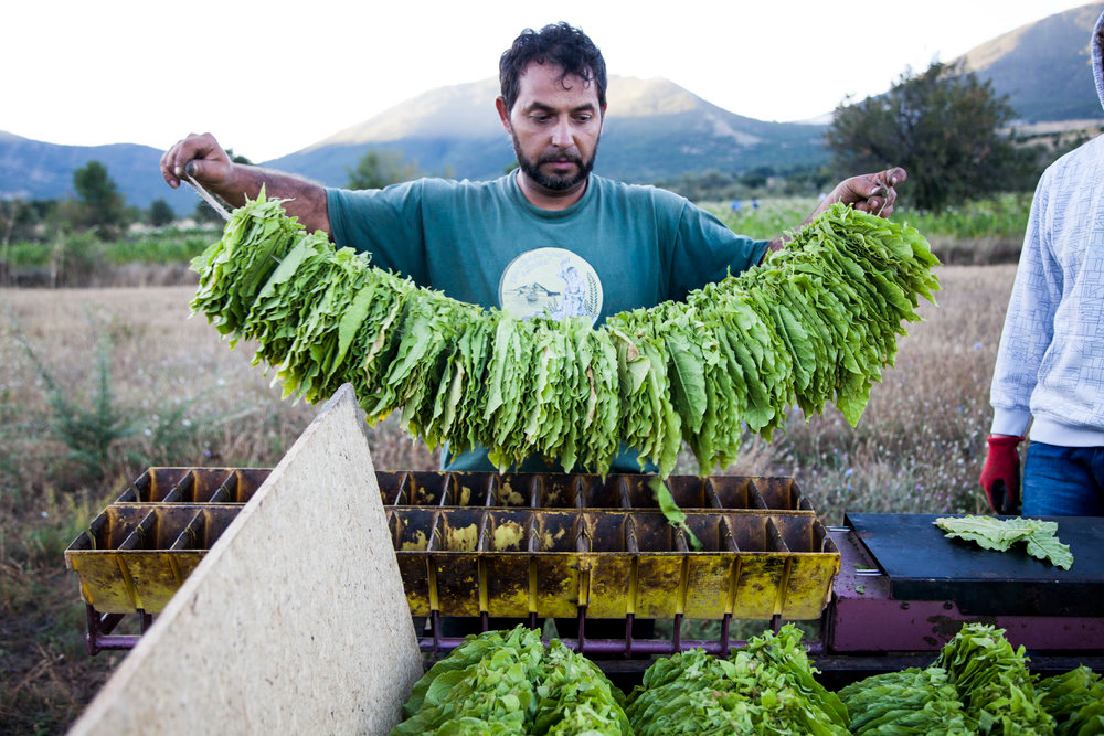 Vlatko removes a string (Niza) of tobacco leaves from a sewing container.