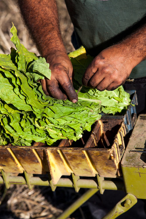 Vlatko ties the sewn tobacco leaves together.