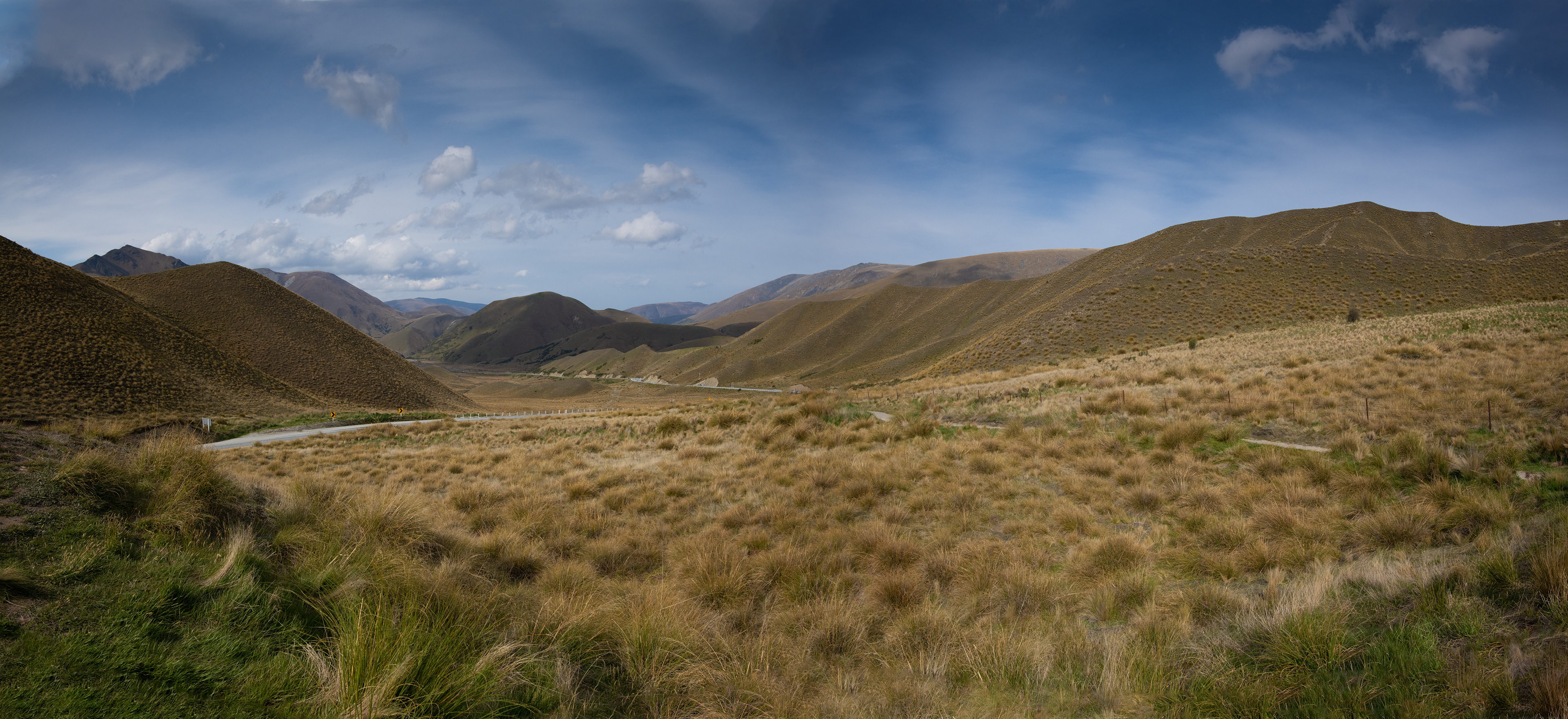 South Canterbury Tussock.