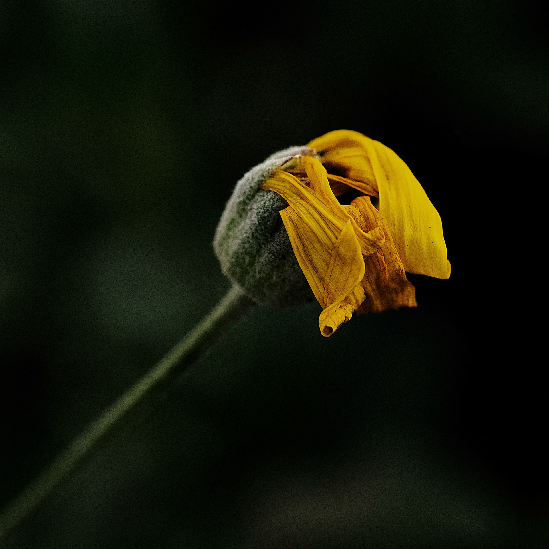 Yellow Daisy