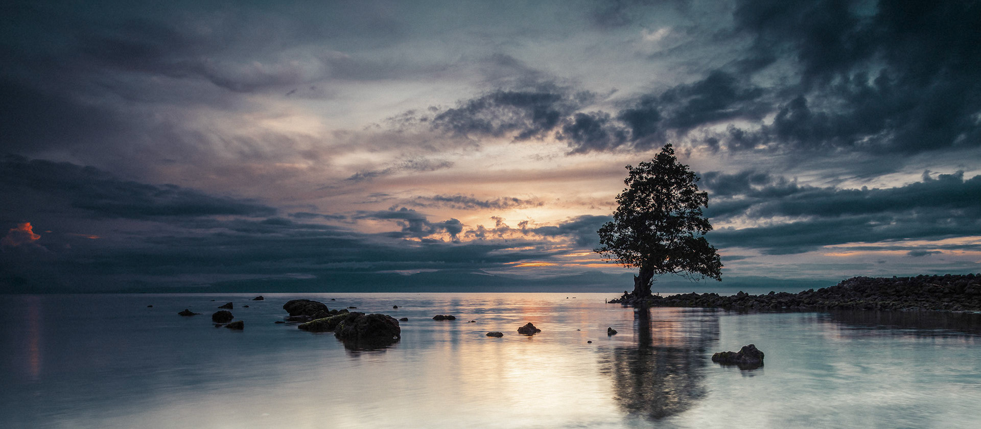 Lone Tree. El Salvador Philippines 2013.