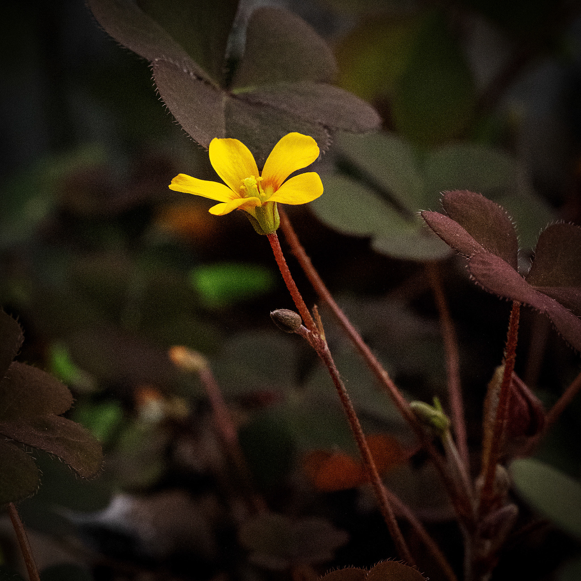 Yellow Daisy.