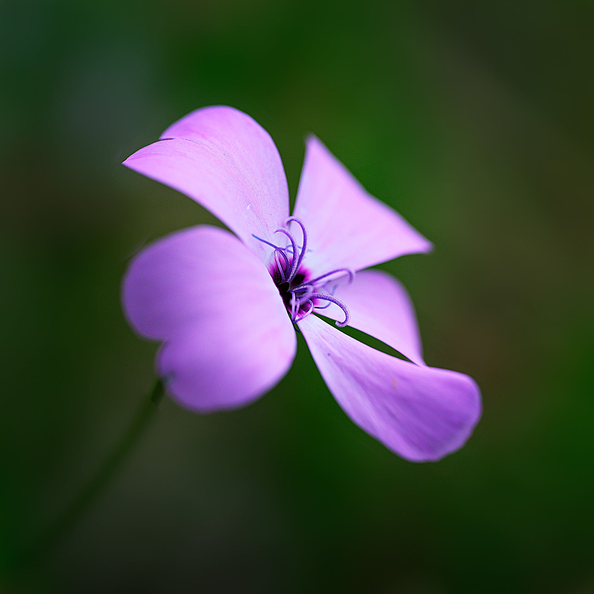 Soft Elegance