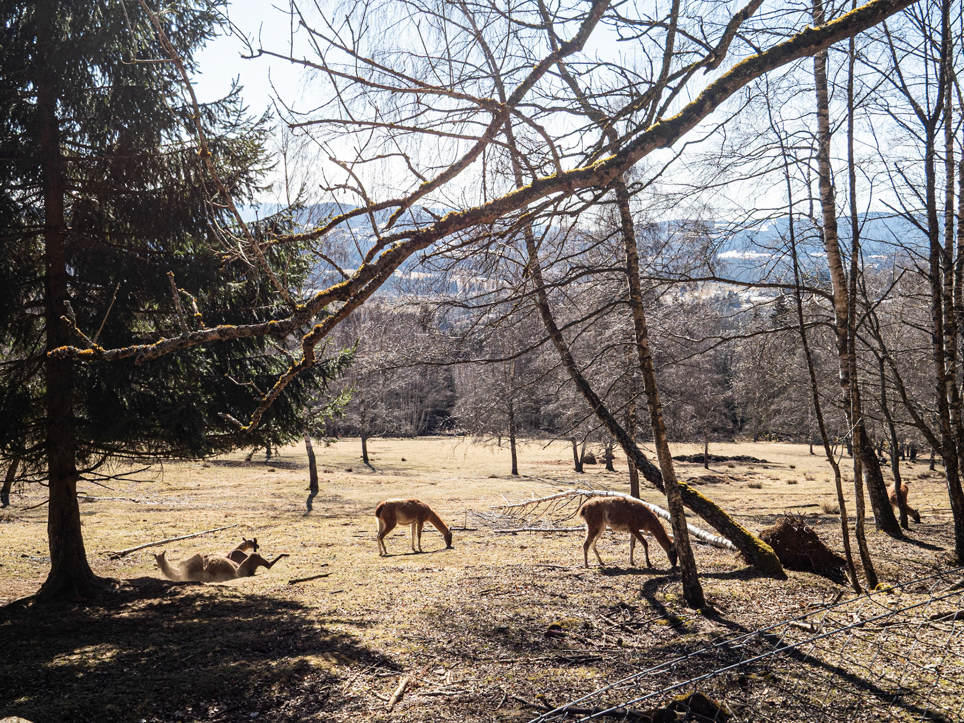 Šumava kolem Strážného
