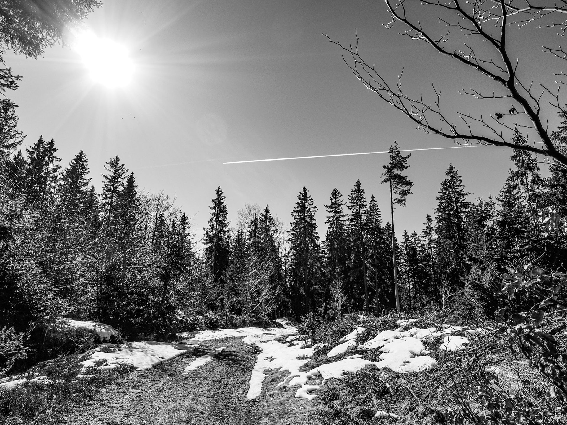 Šumava kolem Strážného