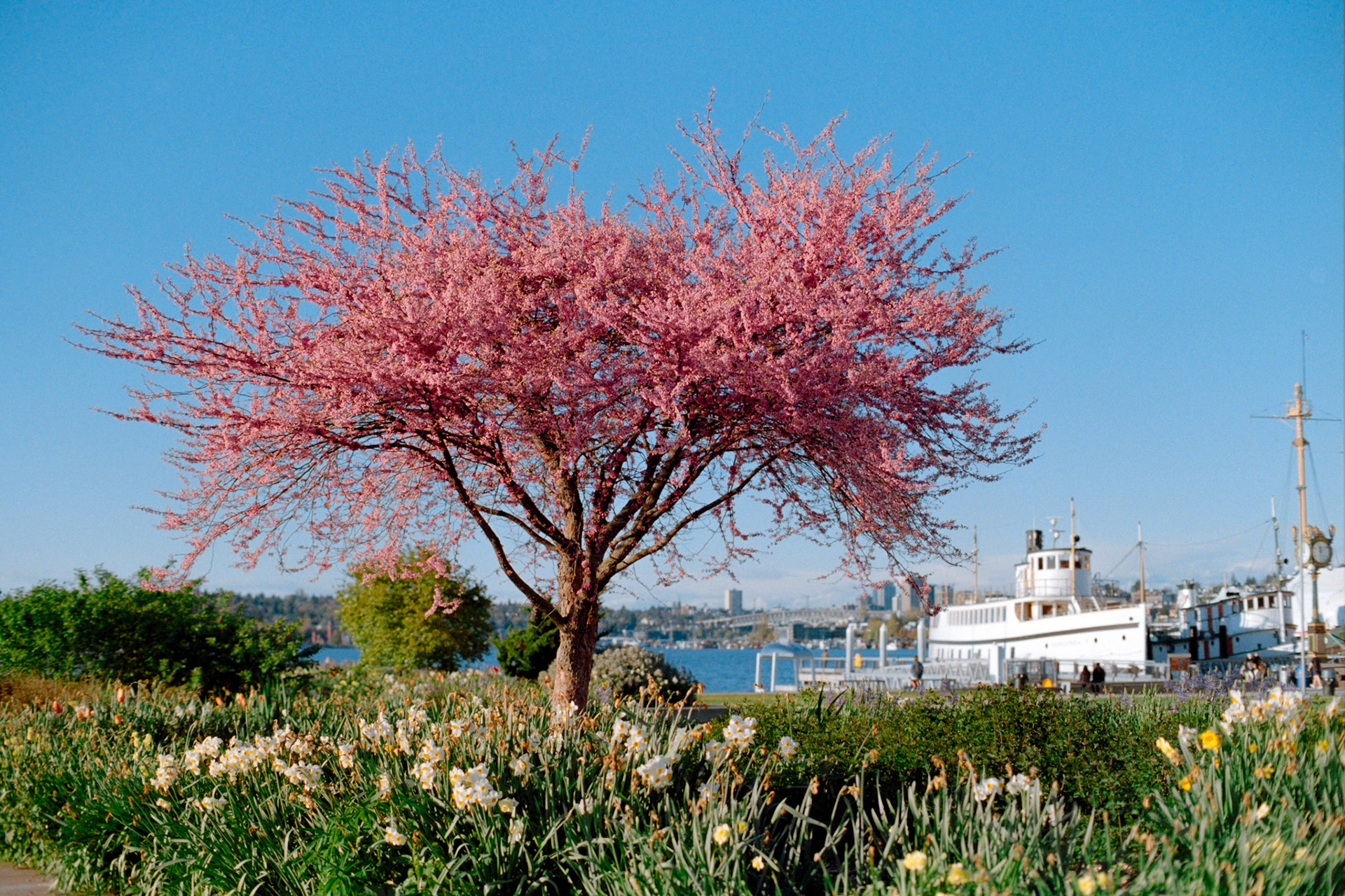 Nikon FM2 | Nikkor 50mm f/1.2 Ai-S | Kodak Gold 200