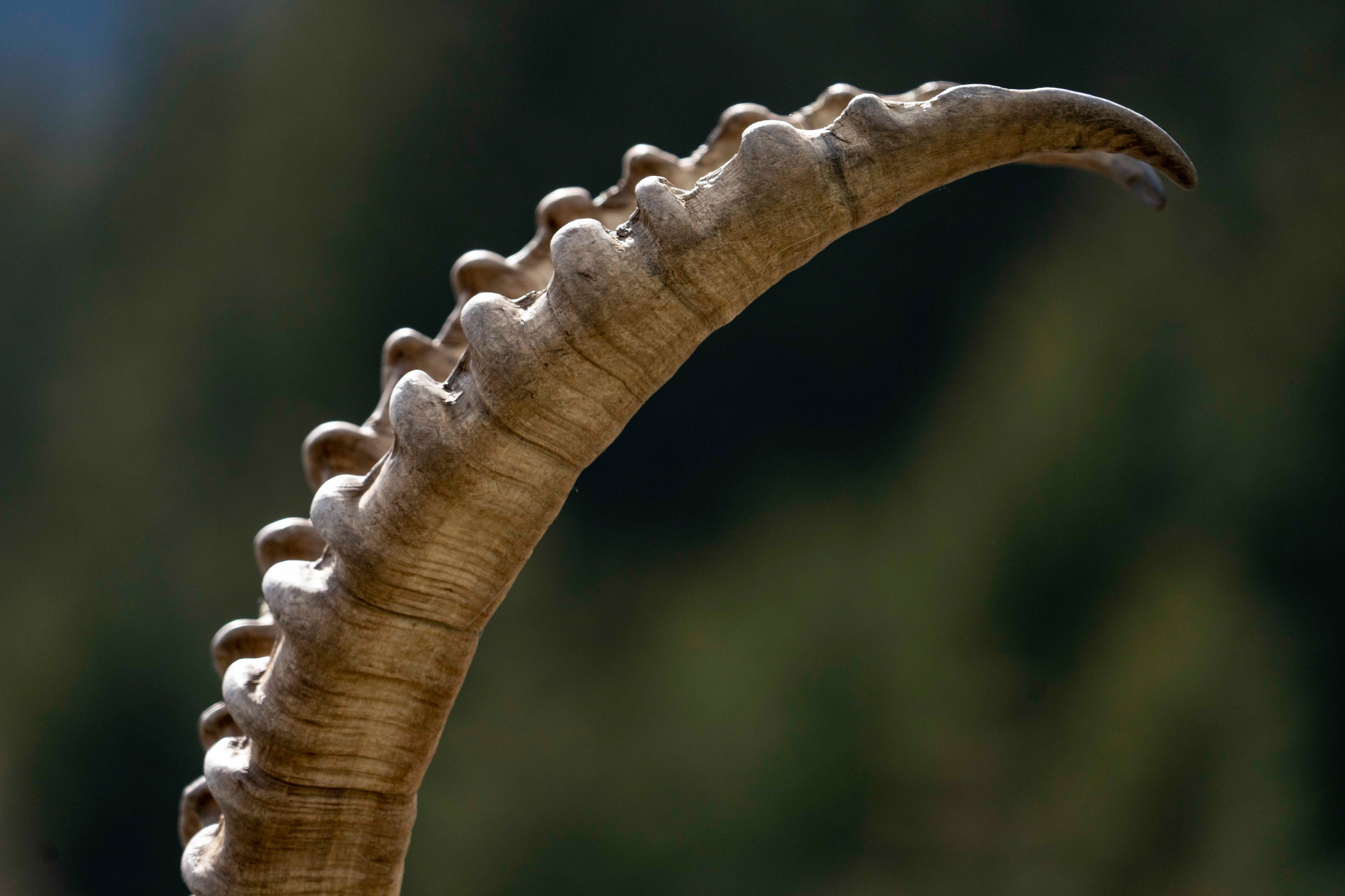 Bouquetin, Val de Bagnes, Valais, Suisse