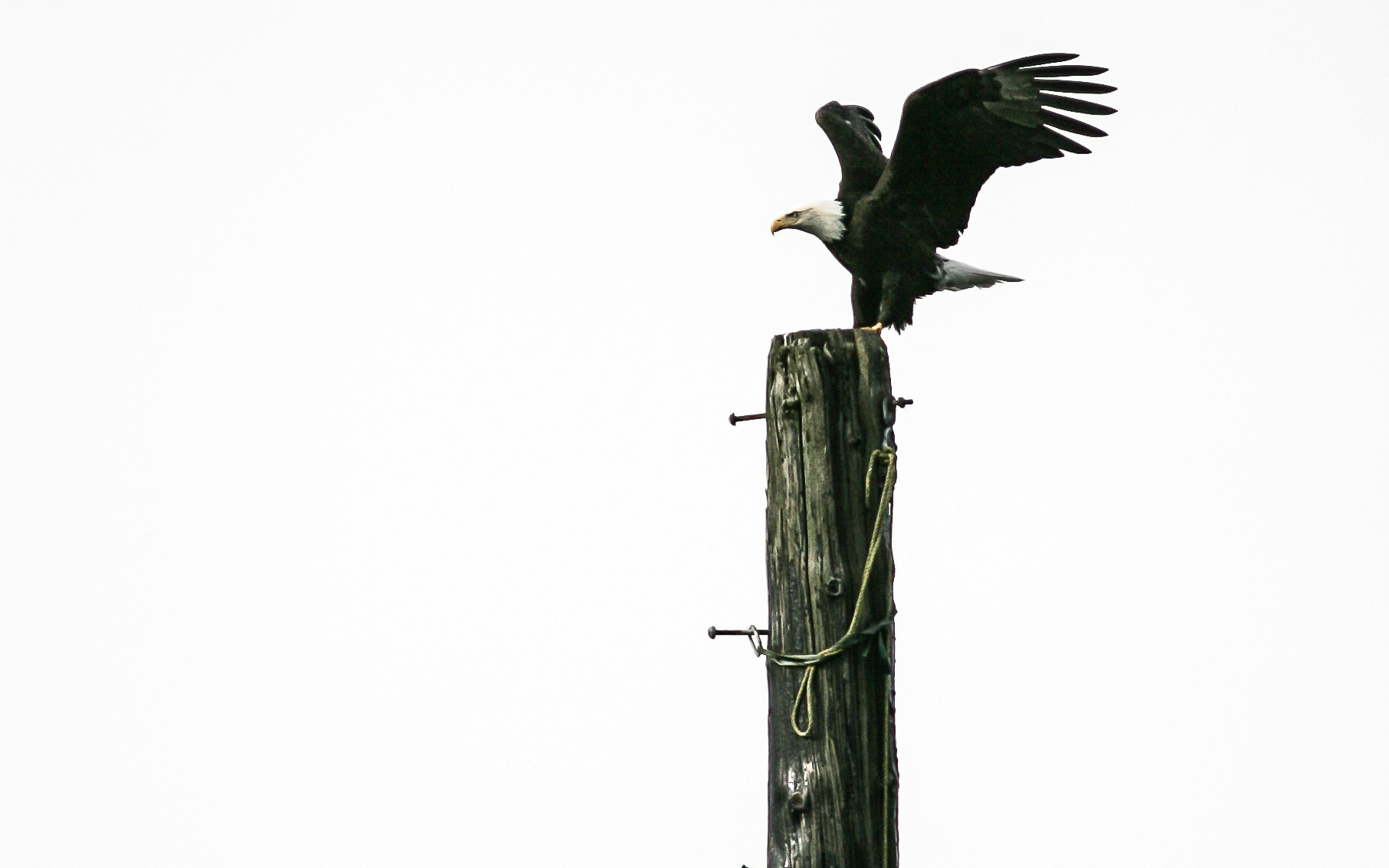 Bald Eagle, Alaska