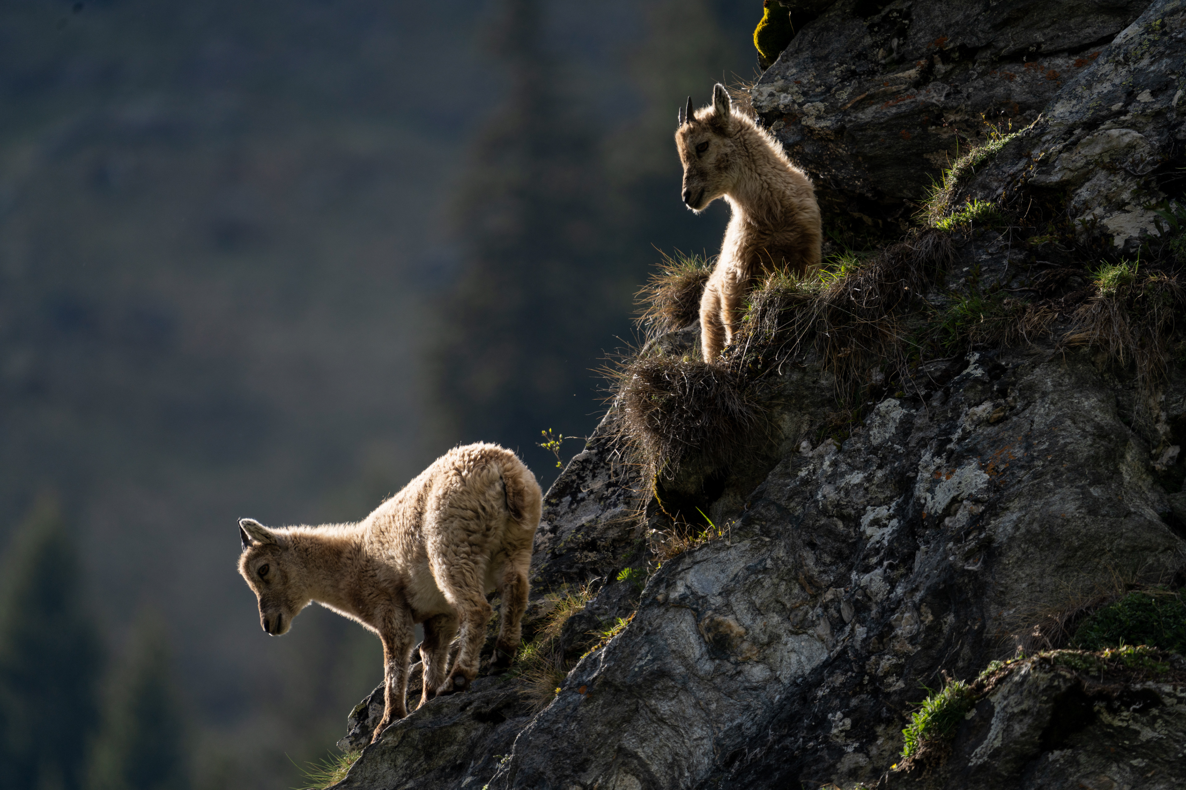 Cabris Bouquetins, Val de Bagnes, Valais, Suisse