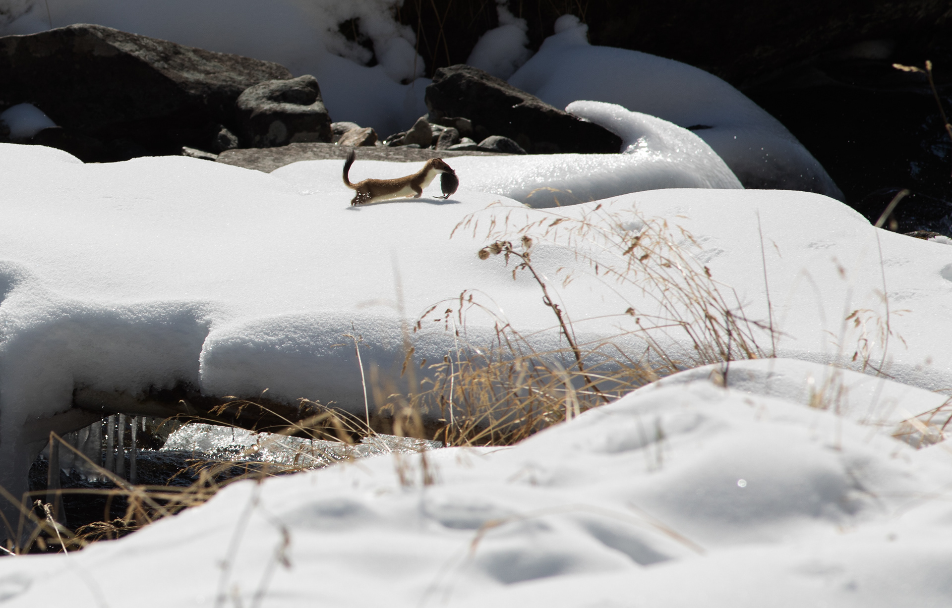 Hermine et son repas, Val de Bagnes, Valais, Suisse