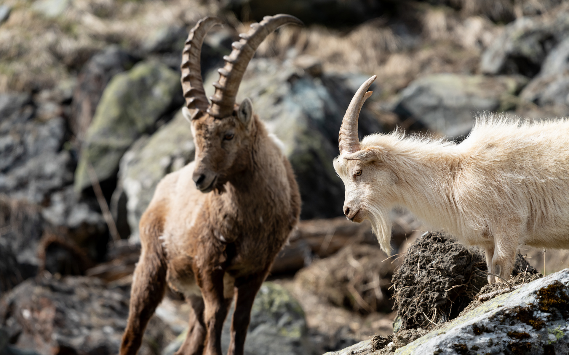Chèvre et Bouquetin, Val de Bagnes, Valais, Suisse