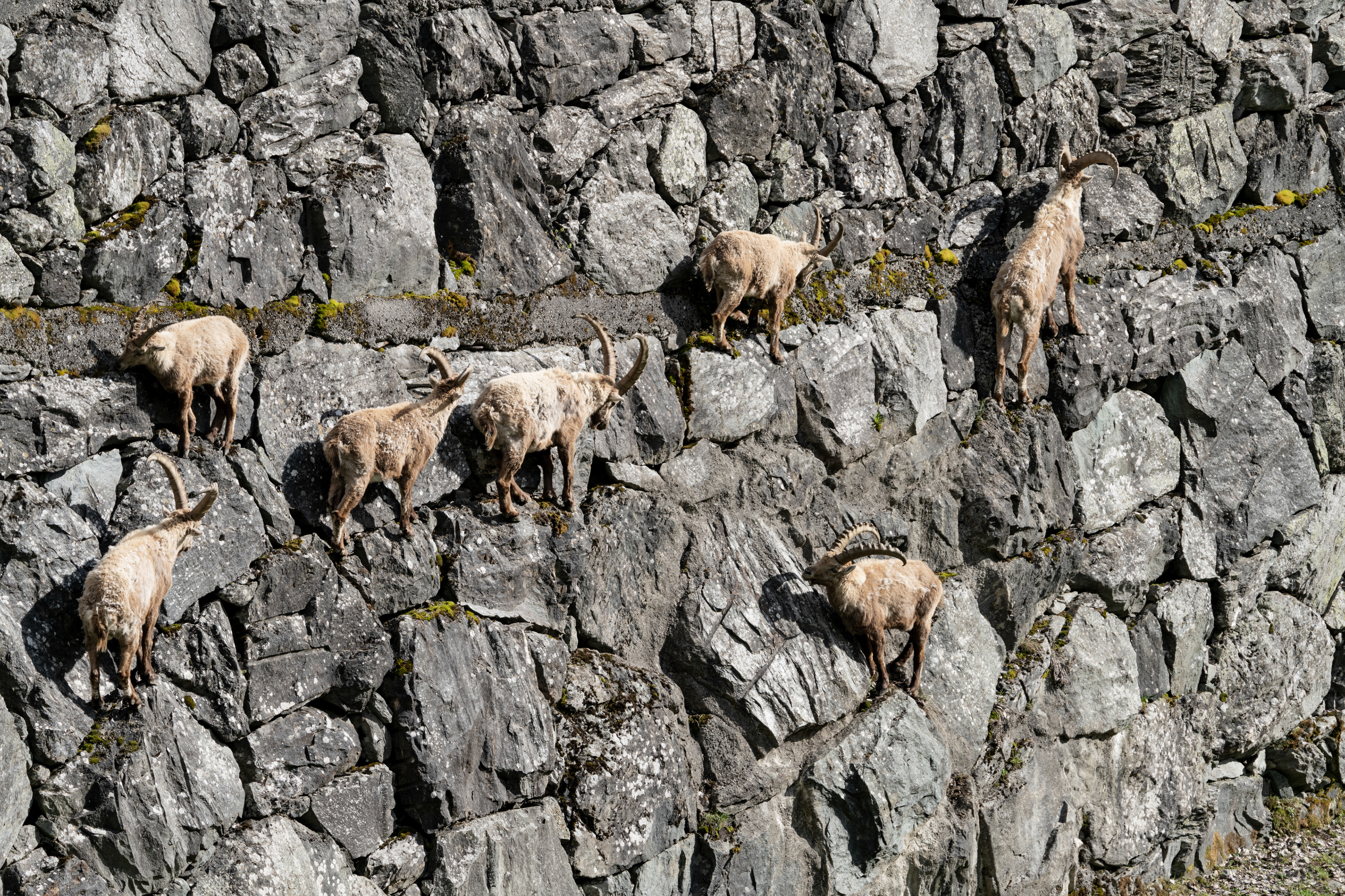 Bouquetin, Val de Bagnes, Valais, Suisse