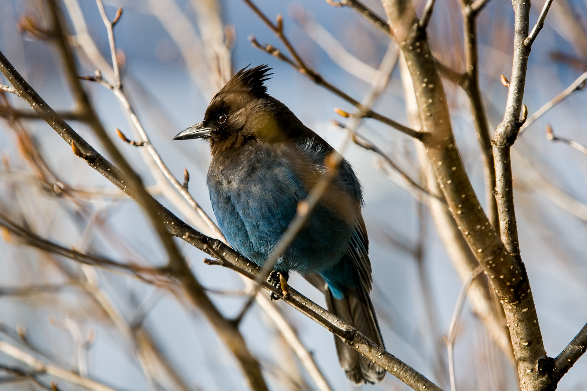 Stellar jay, Cordova, Alaska
