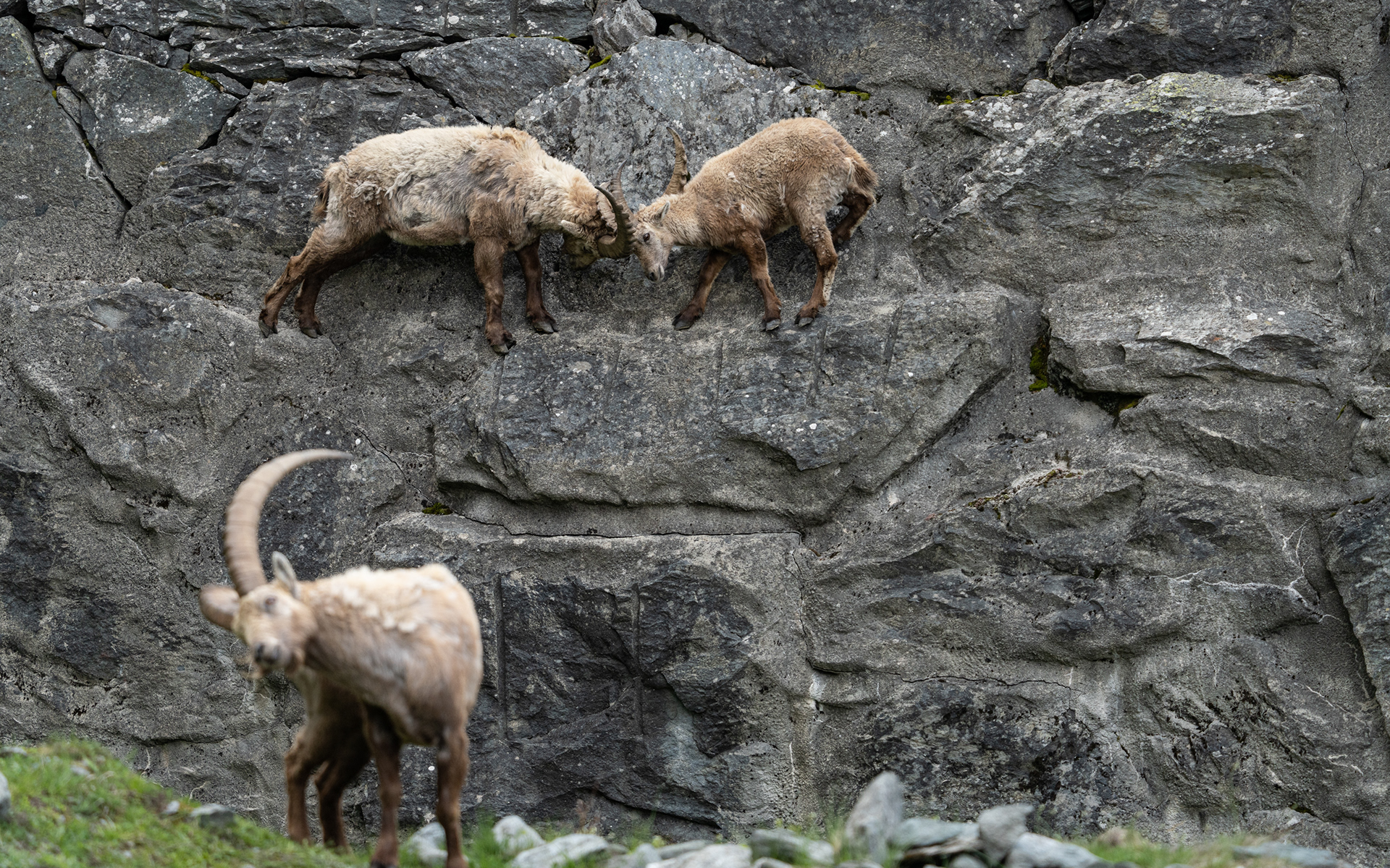 Bouquetin, Val de Bagnes, Valais, Suisse