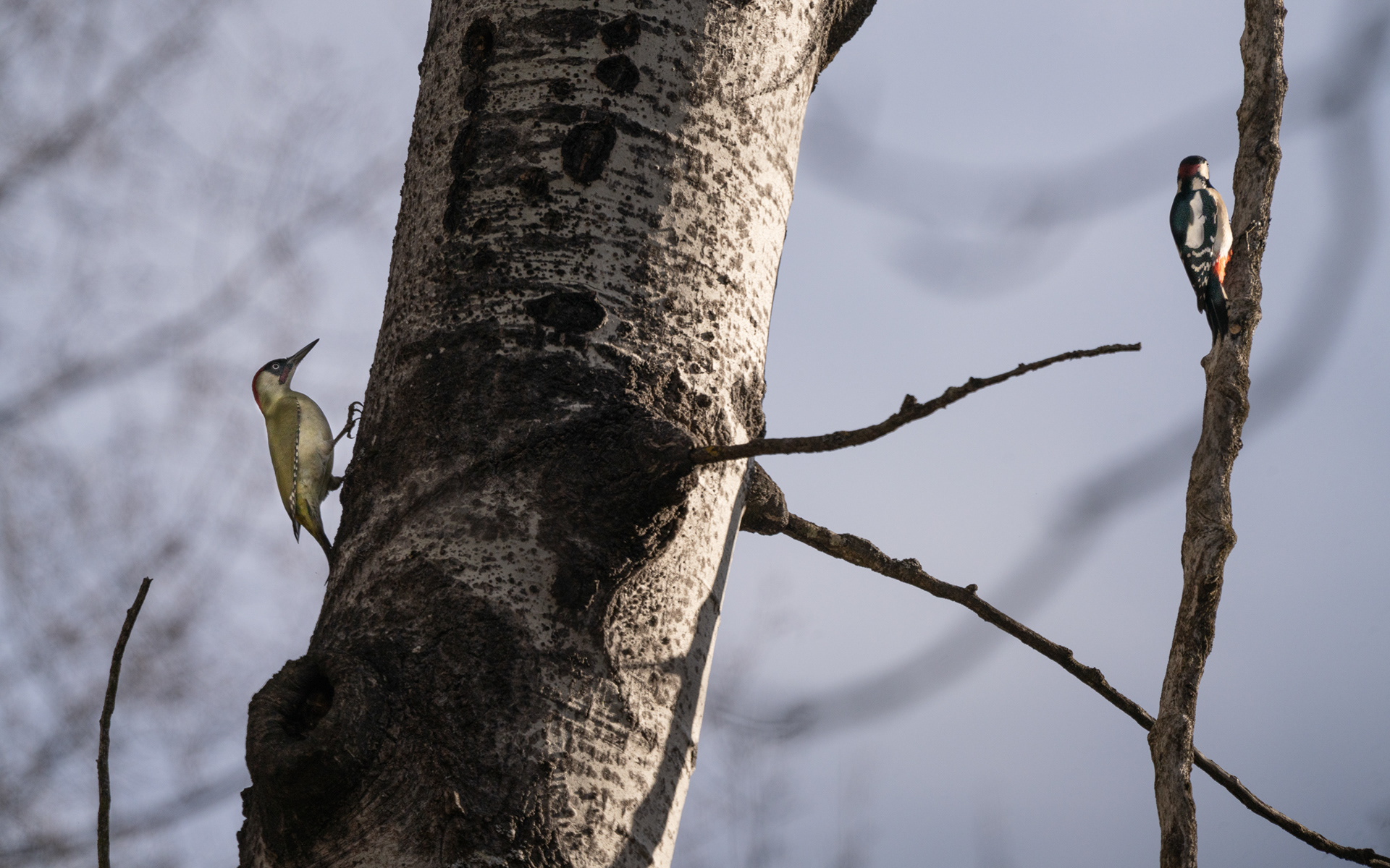 Pics vert et Pics épeiche, Val de bagnes, Verbier, Valais