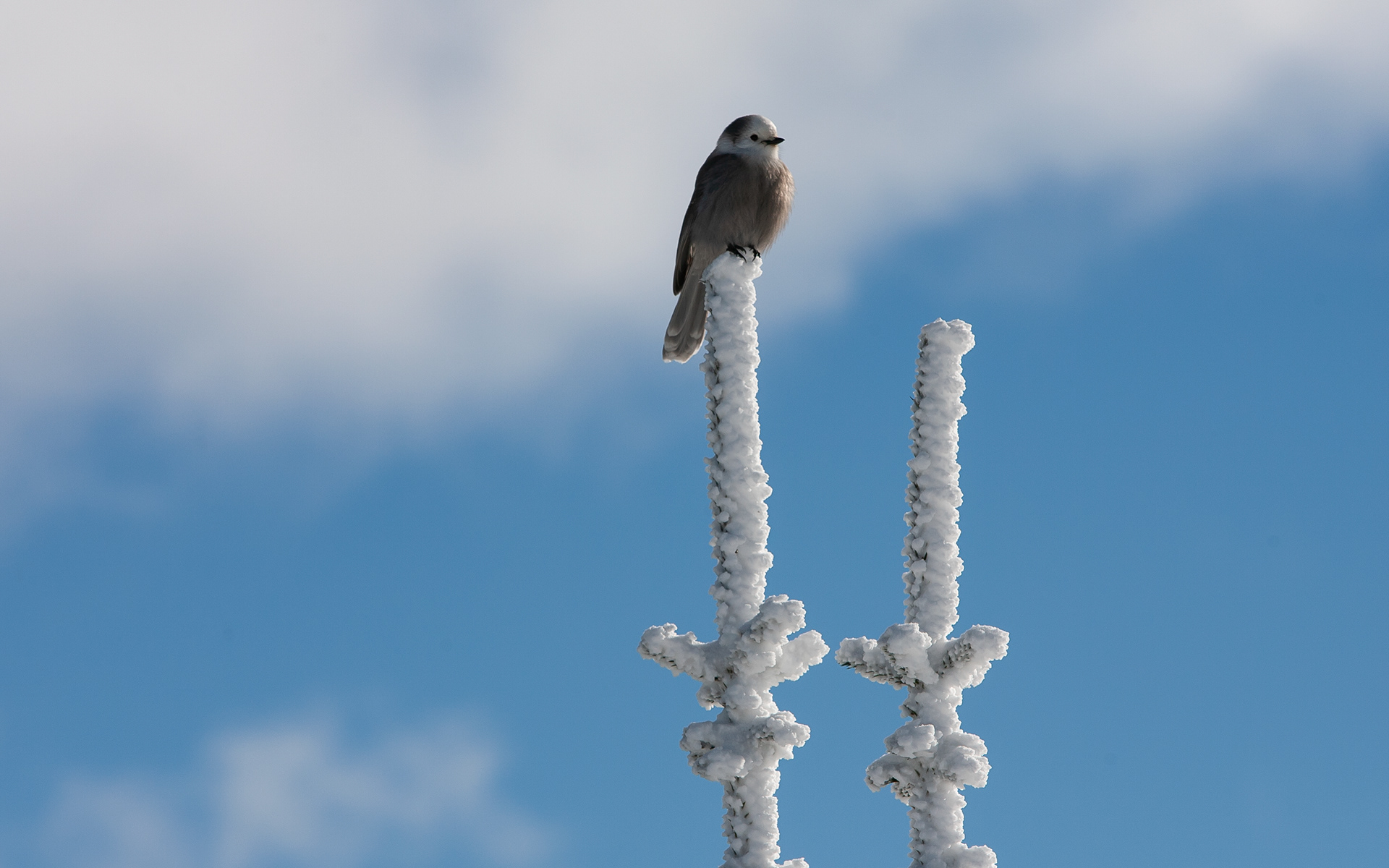 Canada Jay, Kicking Horse BC, Canada