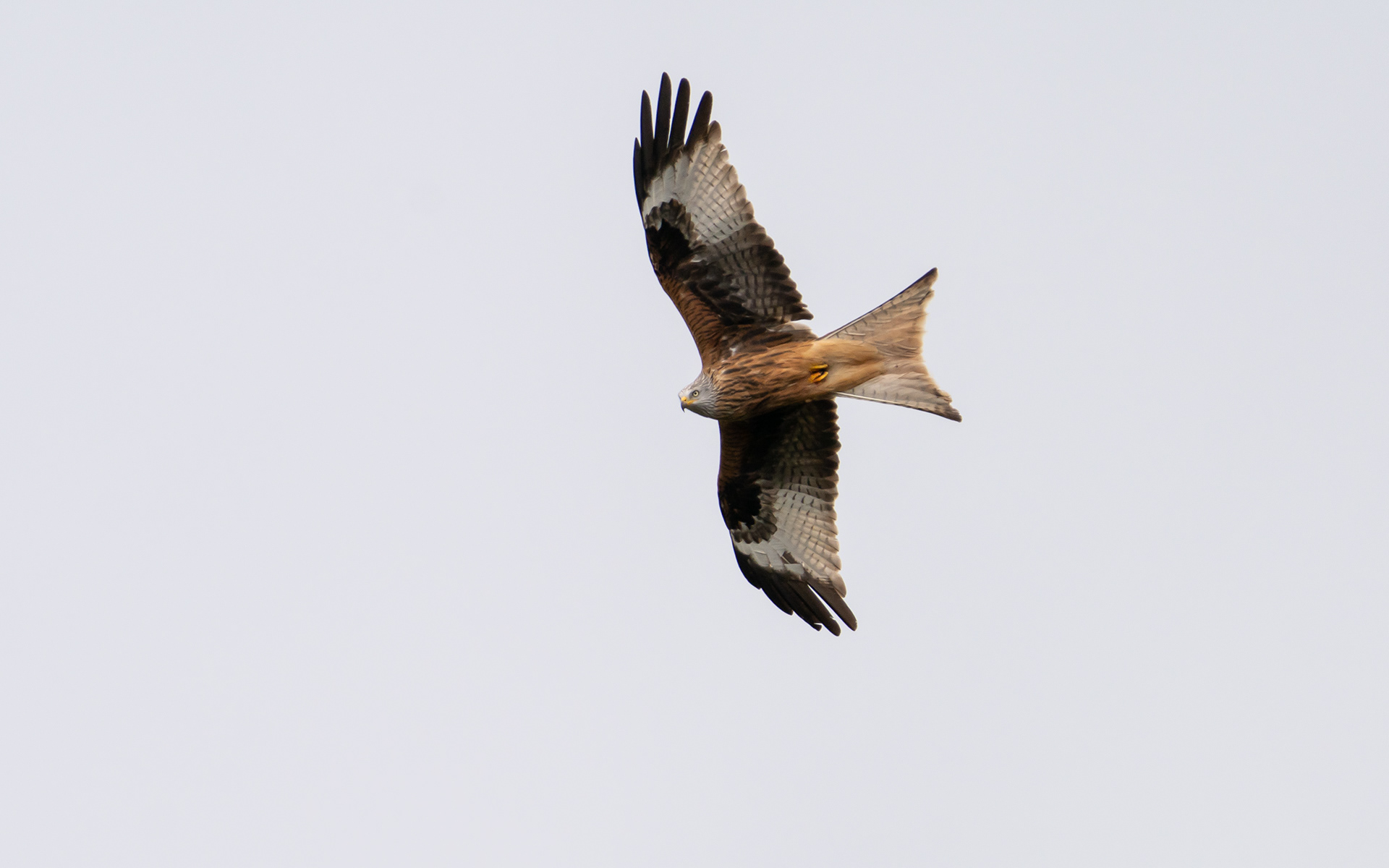 Milan royal, Val de Bagnes, Suisse