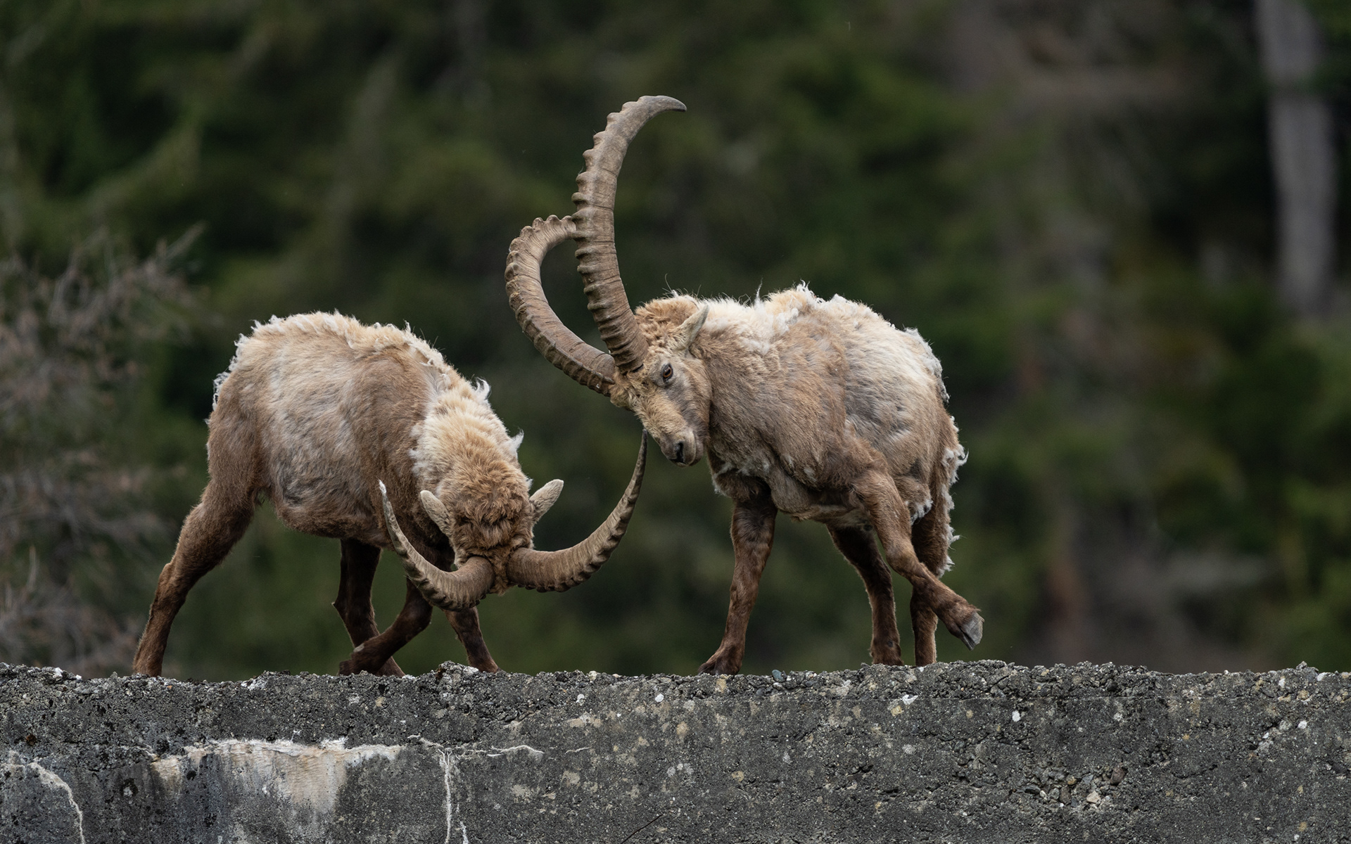 Bouquetin, Val de Bagnes, Valais, Suisse