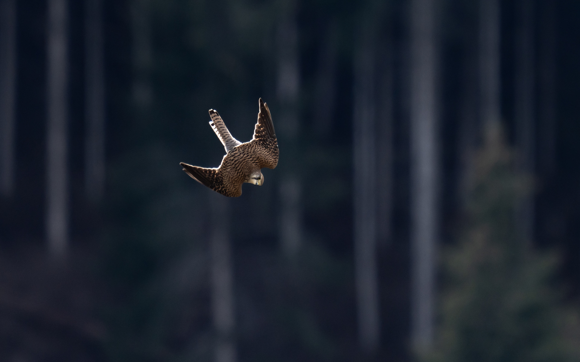 Faucon crécerelle, Val de Bagnes, Suisse