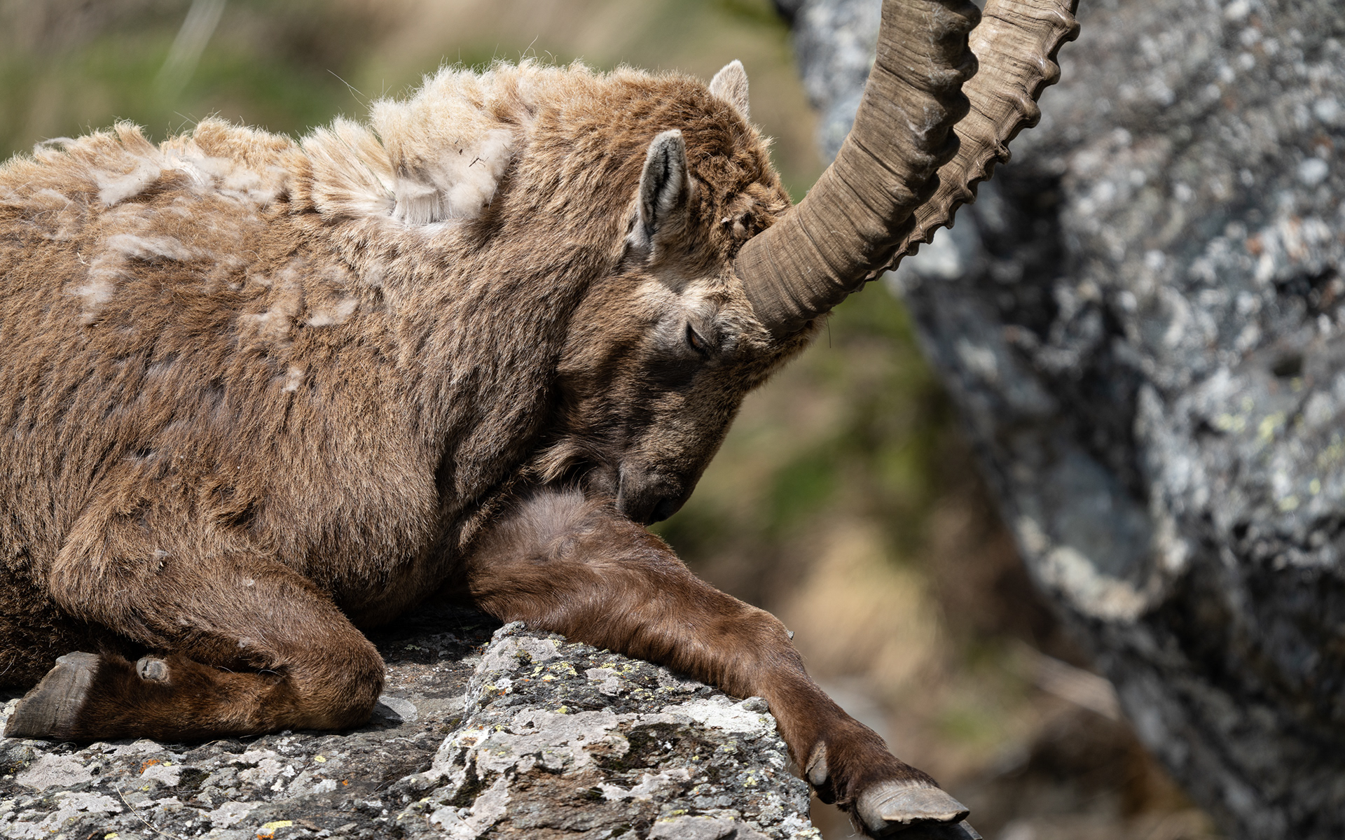 Bouquetin, Val de Bagnes, Valais, Suisse