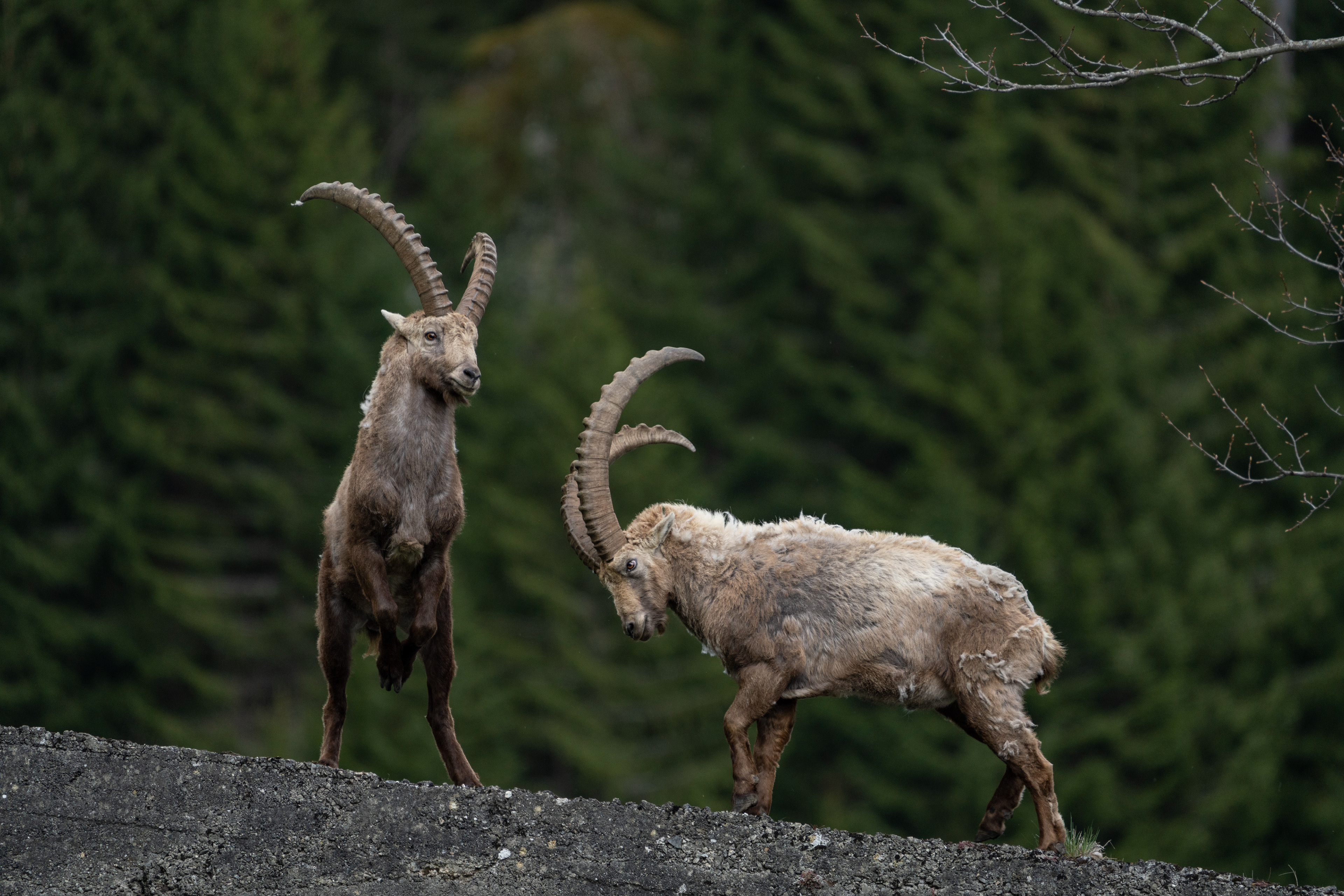 Bouquetins, Val de Bagnes, Valais, Suisse