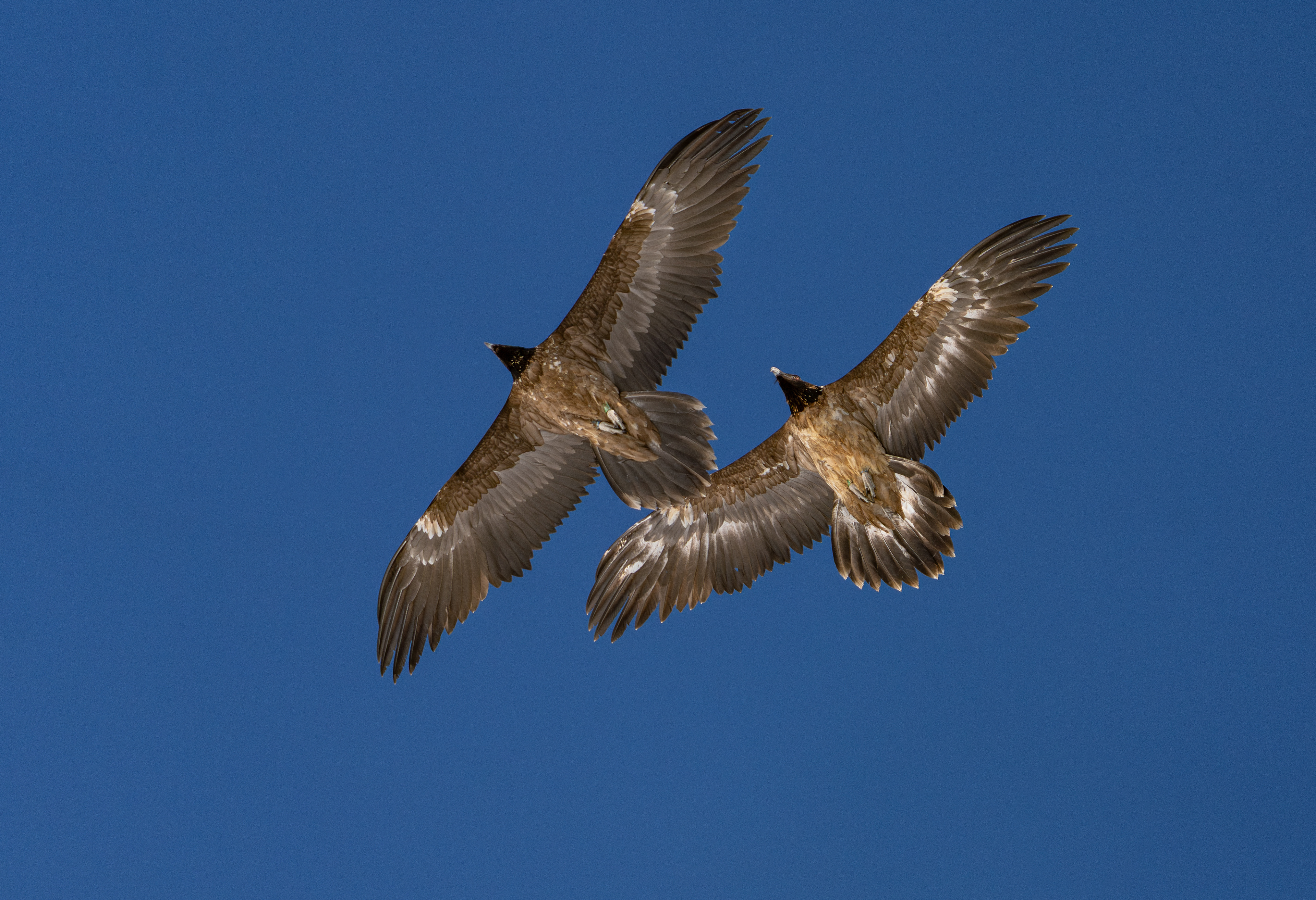 Gypaète barbu, Valais, Suisse