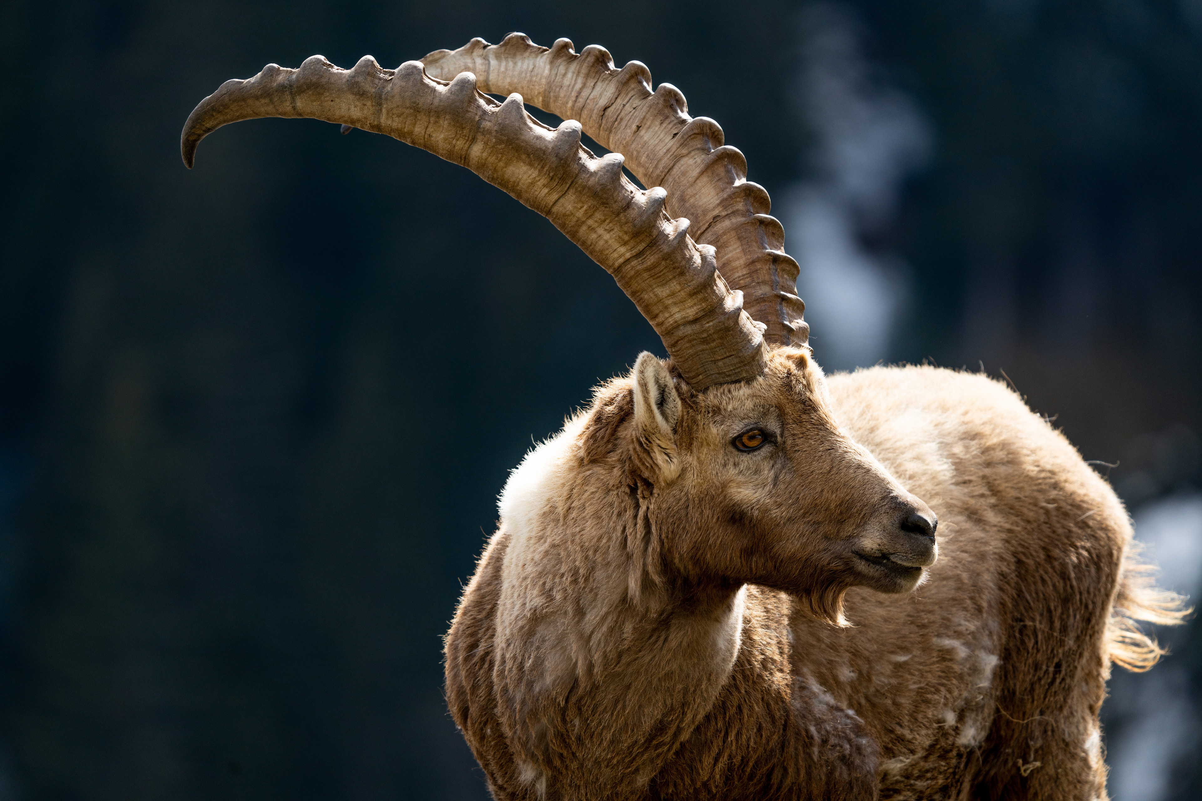 Bouquetin, Val de Bagnes, Valais, Suisse