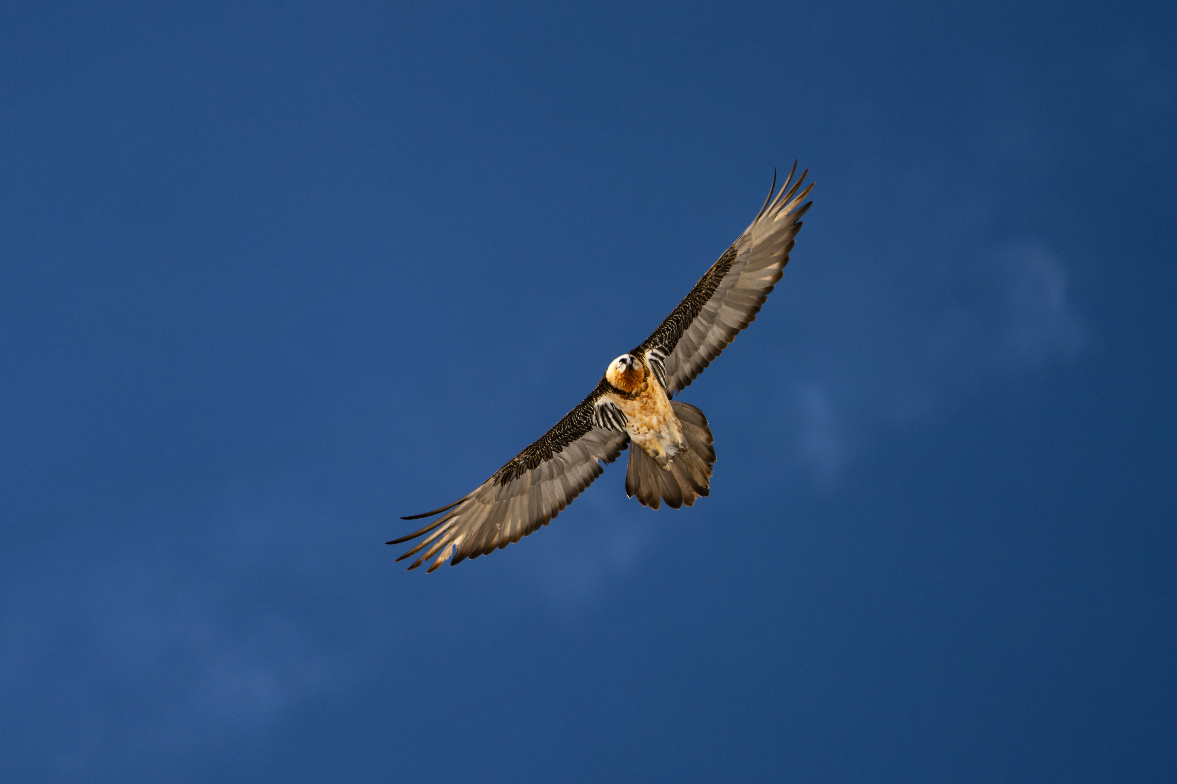 Gypaète barbu, Valais, Suisse