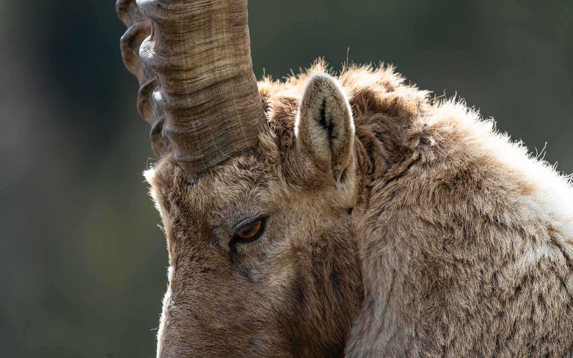 Bouquetin, Val de Bagnes, Valais, Suisse