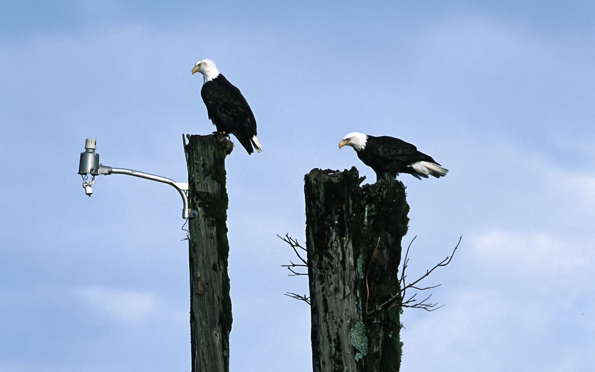 Bald Eagles, Alaska