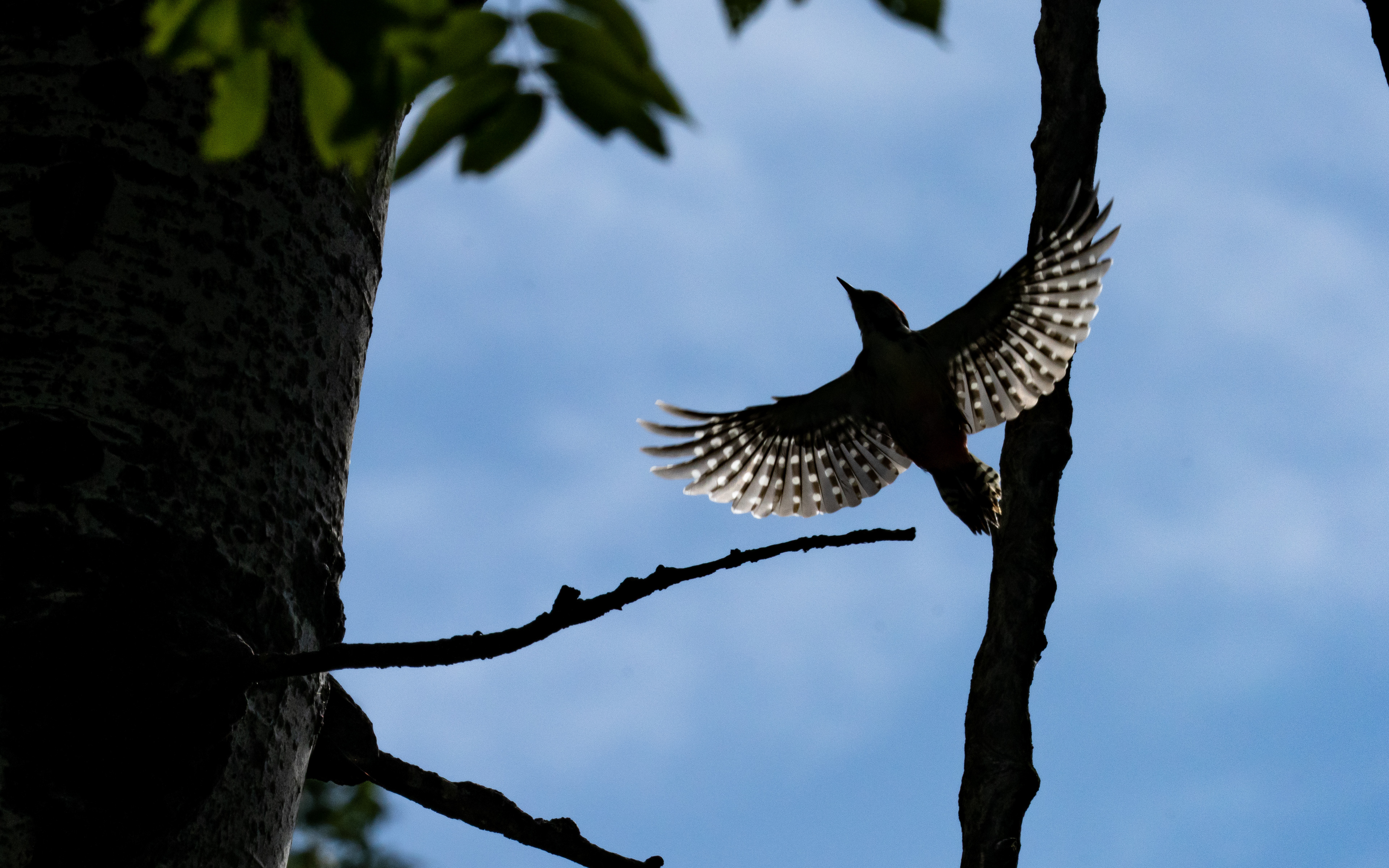 Pics vert, Val de bagnes, Verbier, Valais