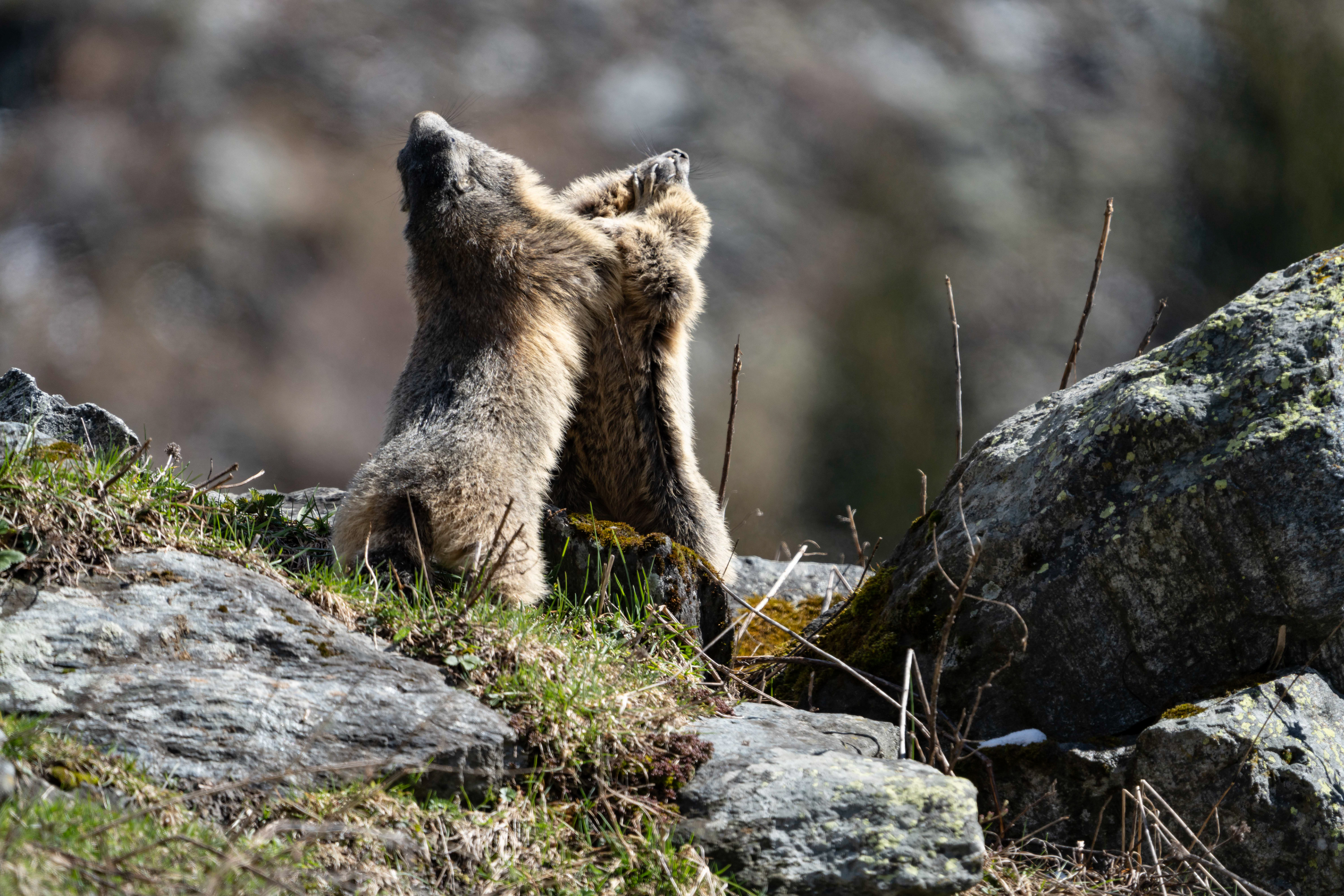 Marmottes, Val de Bagnes, Valais, Suisse