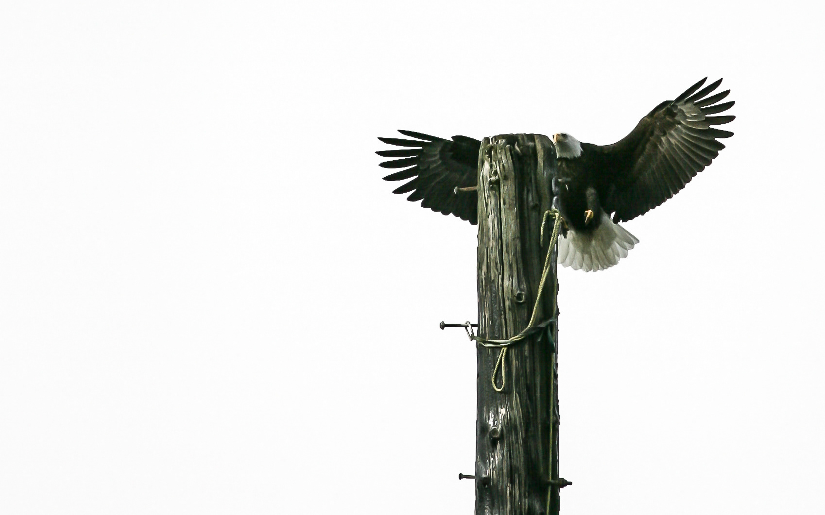 Bald Eagle, Alaska