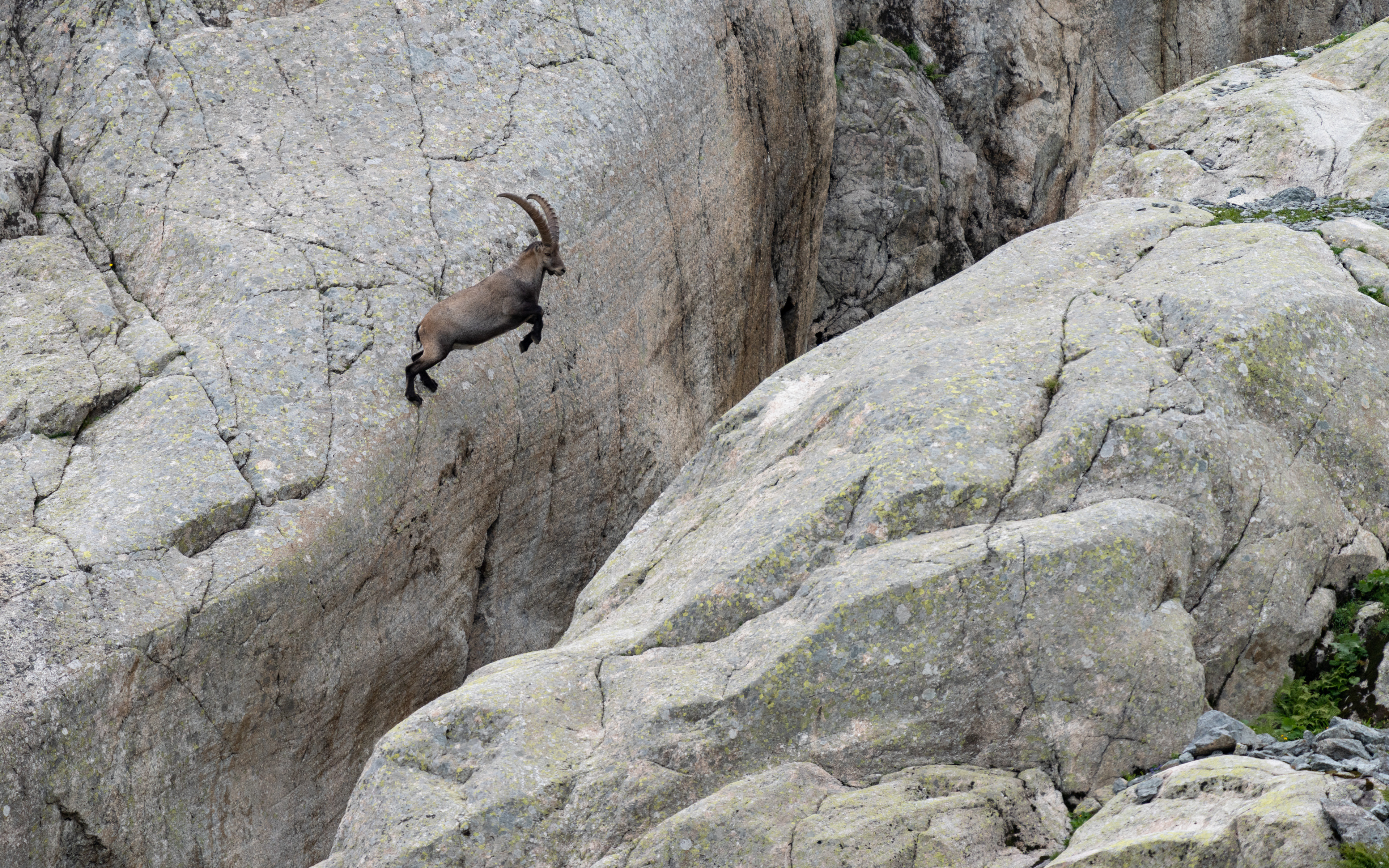 Bouquetin, Cabanne Vieux Emosson, Valais, Suisse