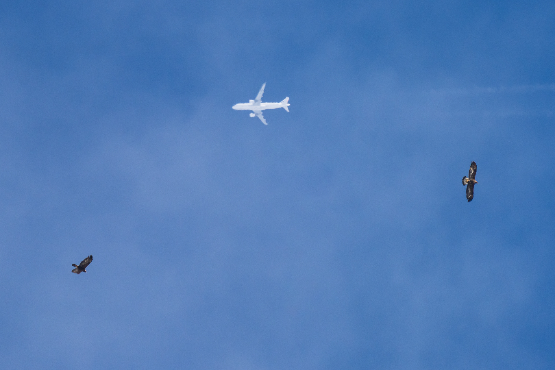 Aigle Royale, Val de Bagnes, Suisse