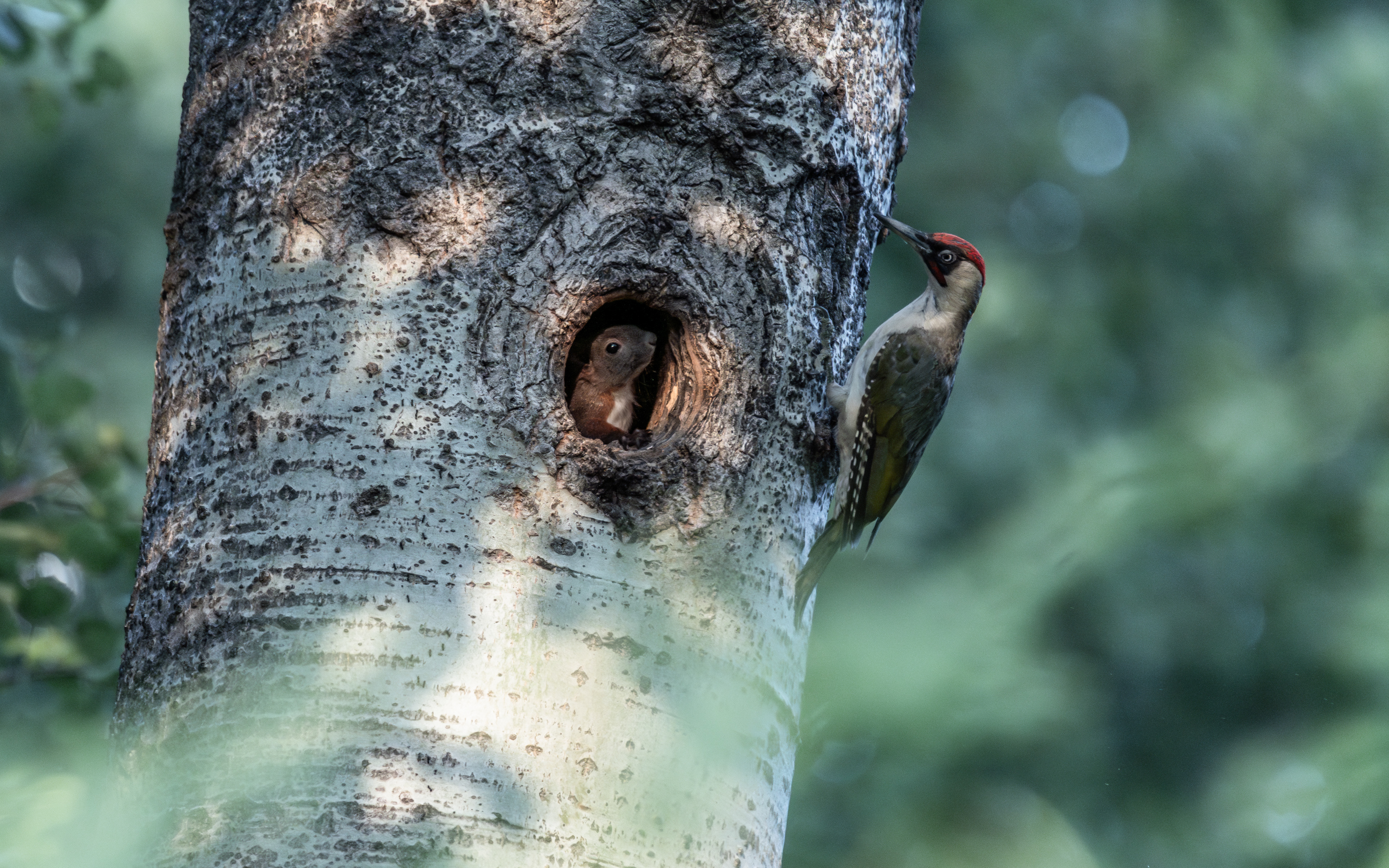 Pics vert avec écureuil, Val de bagnes, Verbier, Valais